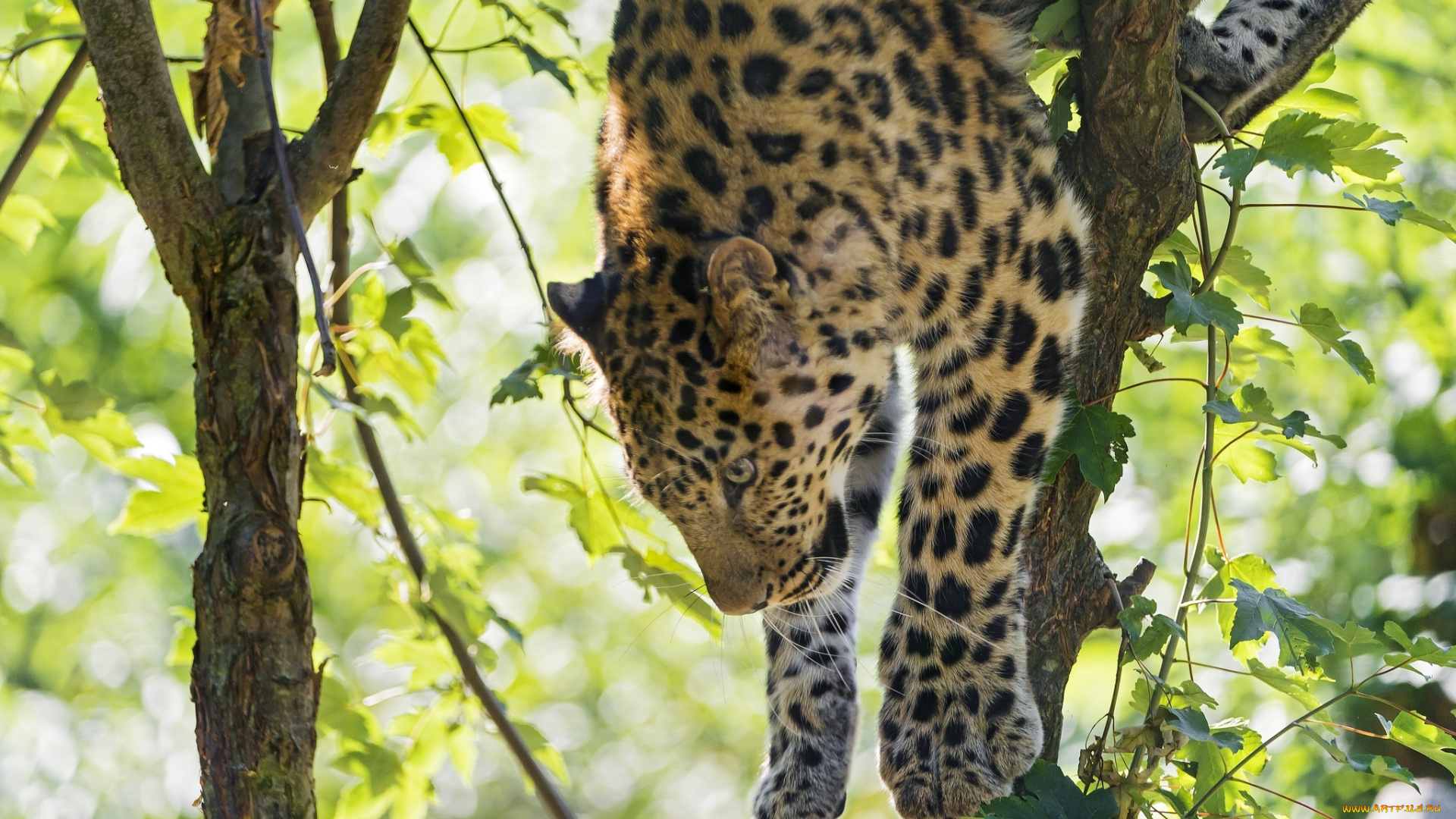 животные, леопарды, кошка