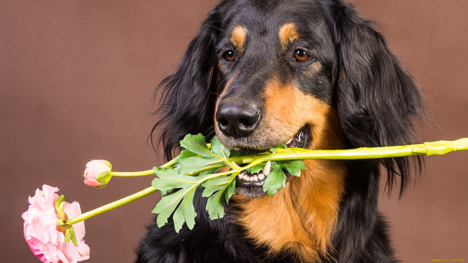 животные, собаки, цветок