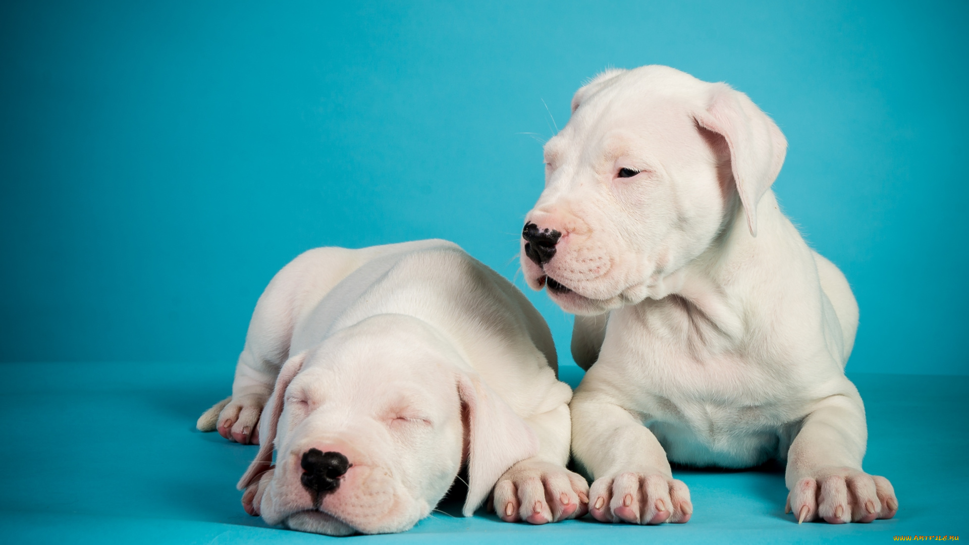 животные, собаки, щенки