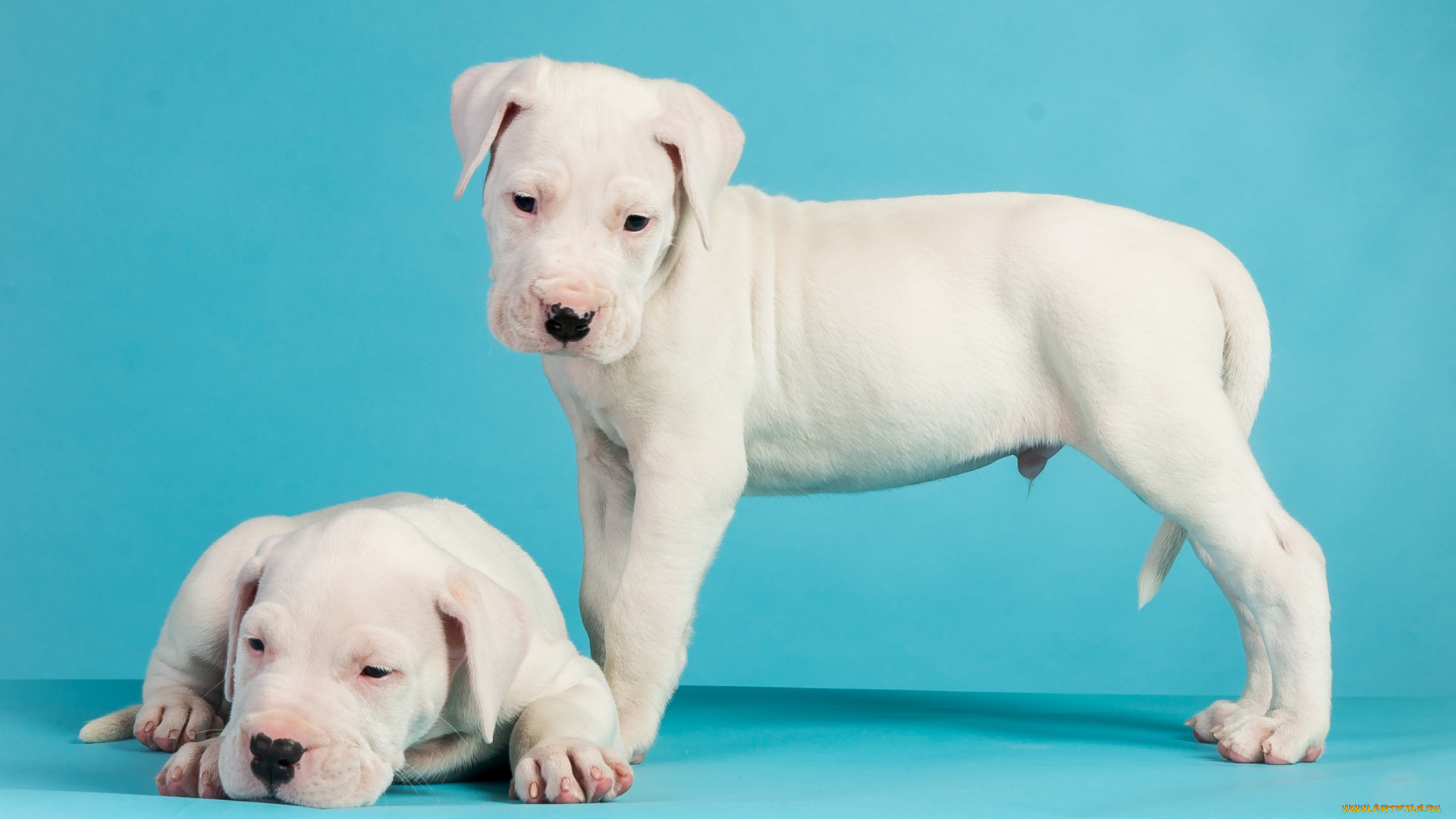 животные, собаки, щенки