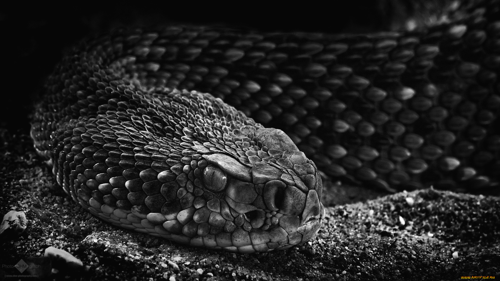 животные, змеи, , питоны, , кобры, страх