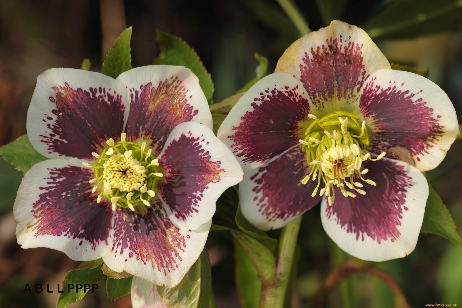цветы, геллеборус, , морозник
