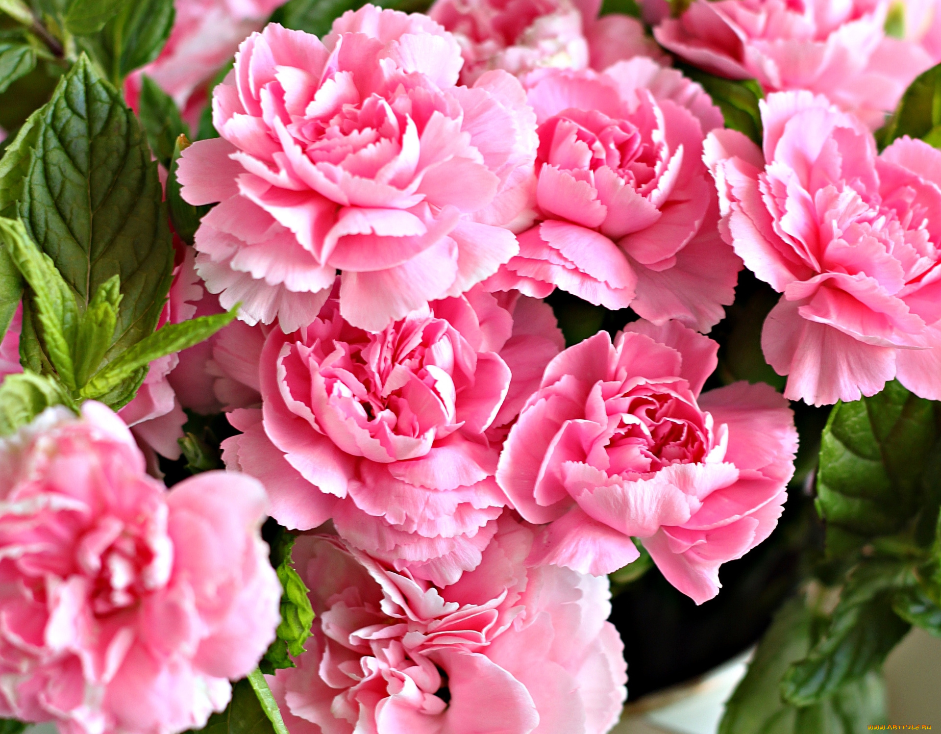 цветы, гвоздики, розовый