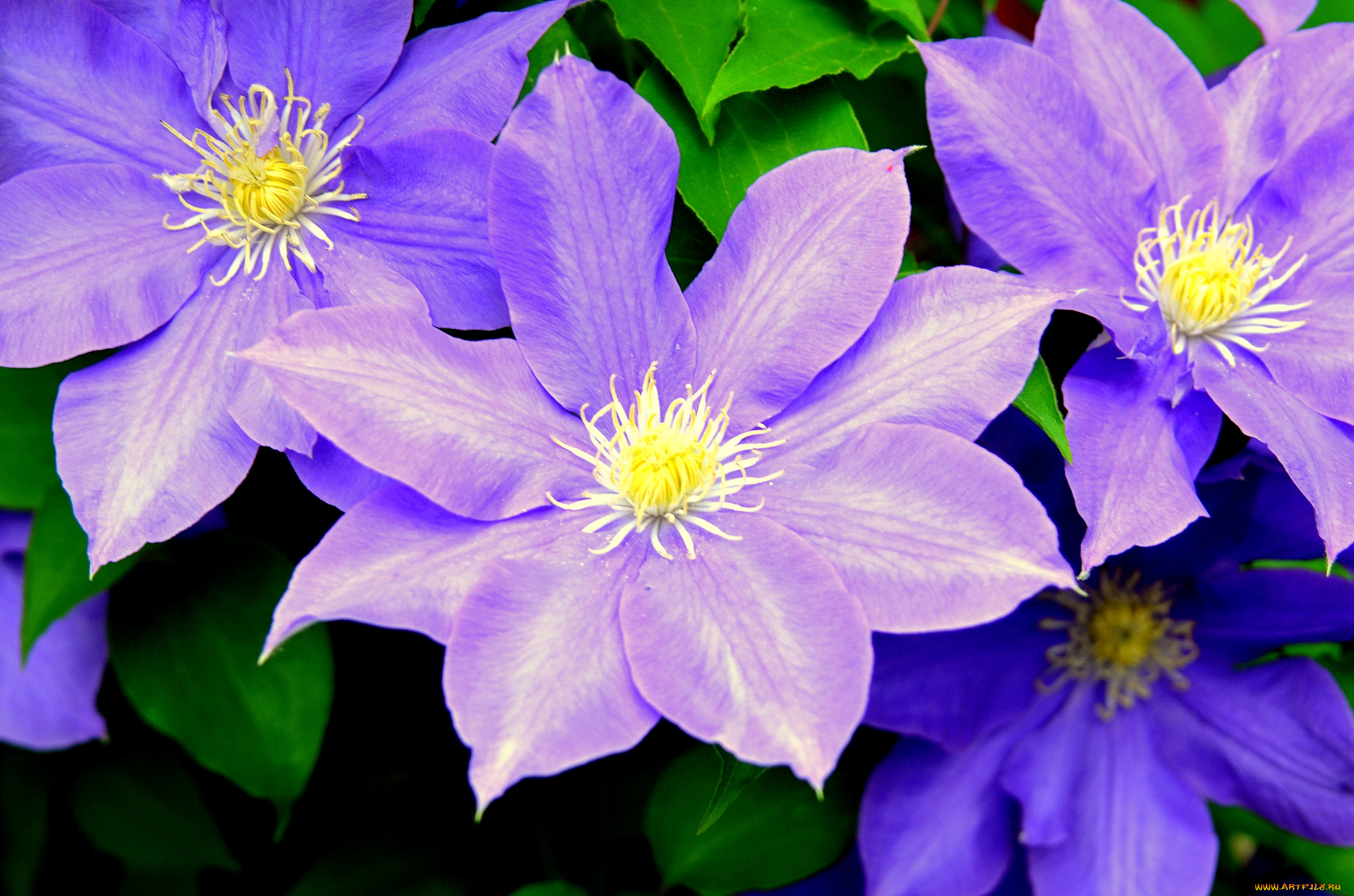 цветы, клематис, , ломонос, макро