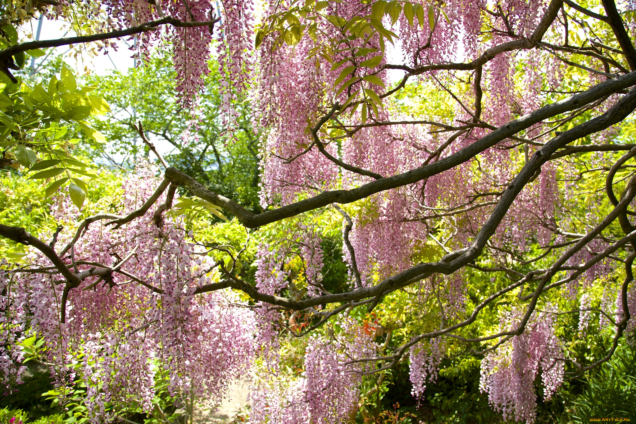 цветы, глициния, вистерия