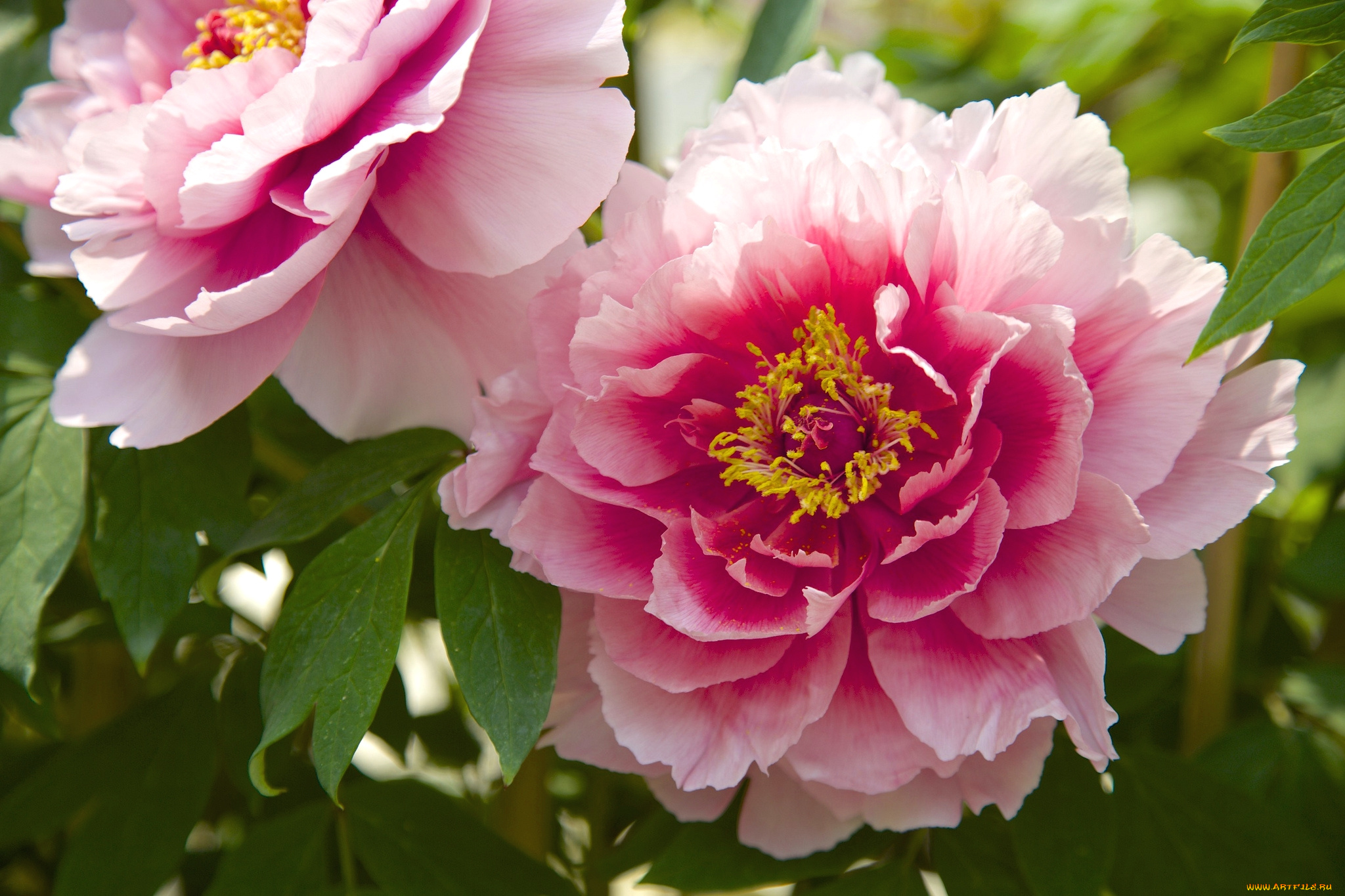 цветы, пионы, розовый, макро