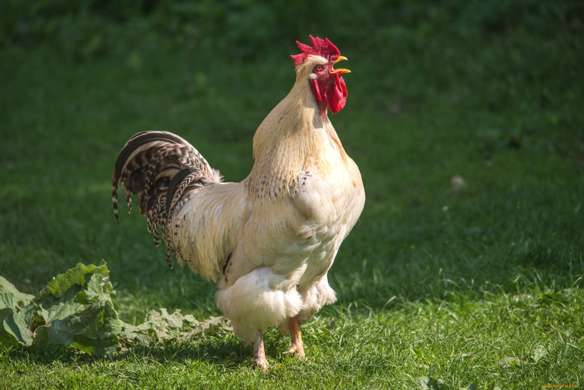 животные, куры, , петухи, петух