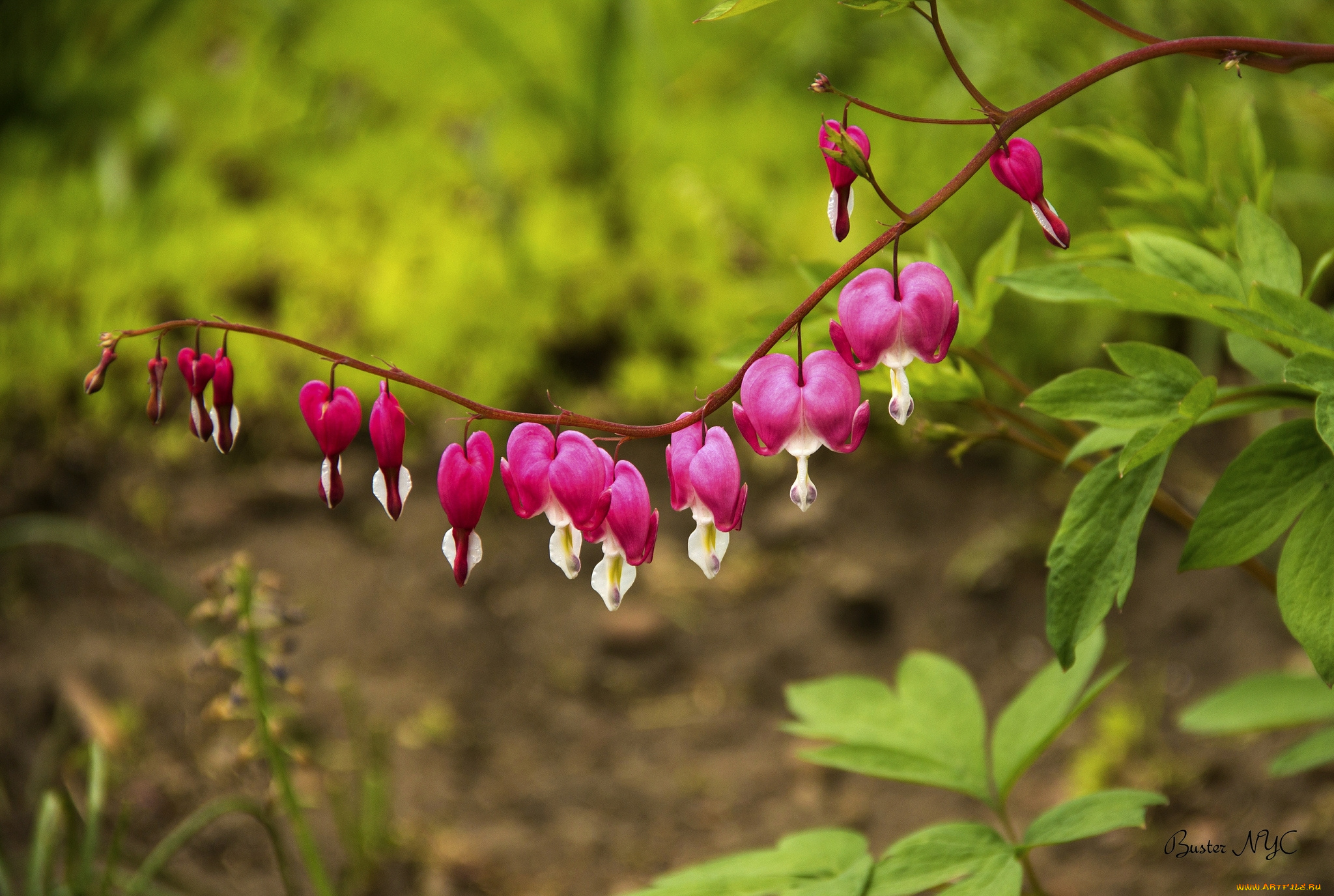 цветы, дицентра, , разбитое, сердце, веточка