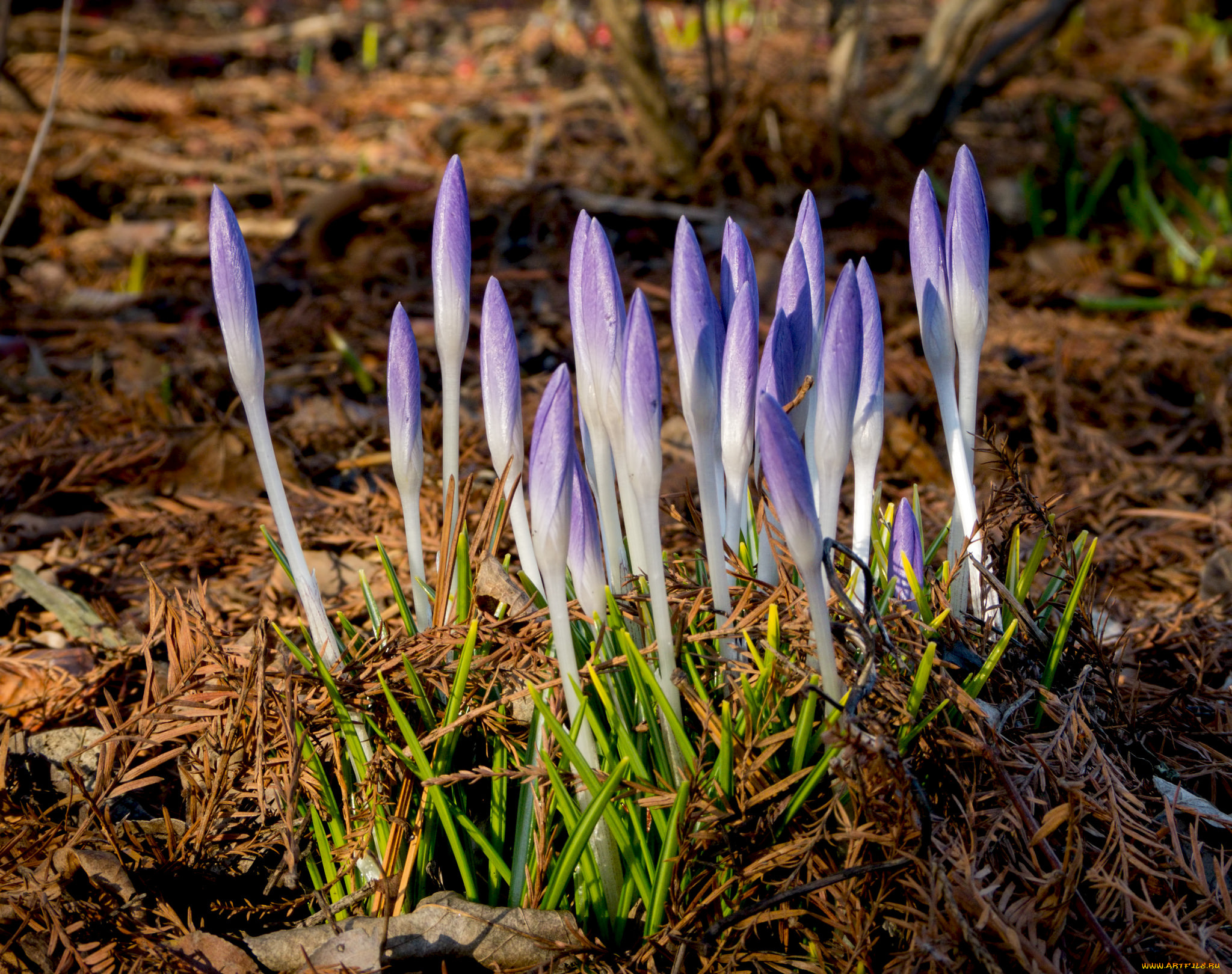 цветы, крокусы, мох, ветки