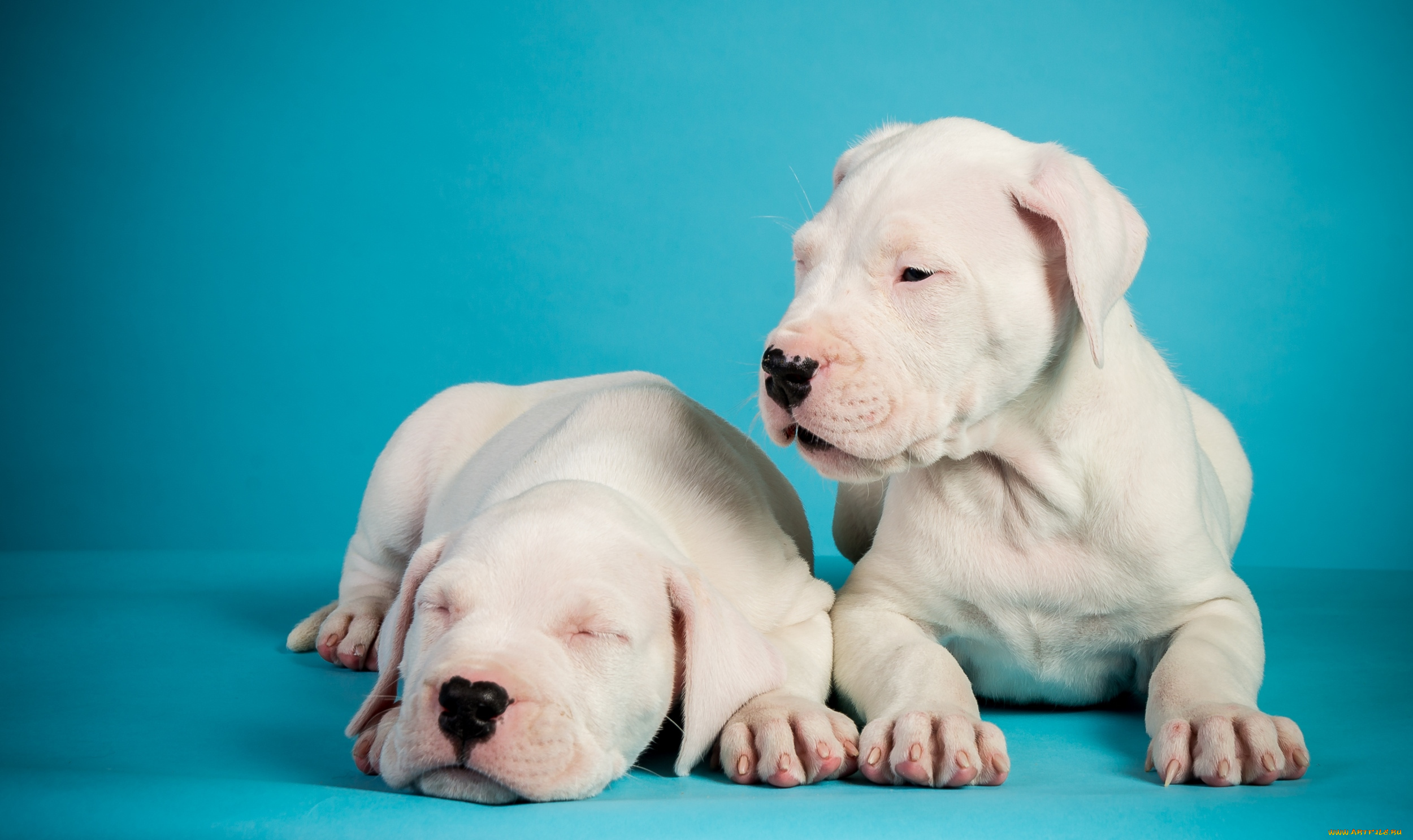 животные, собаки, щенки