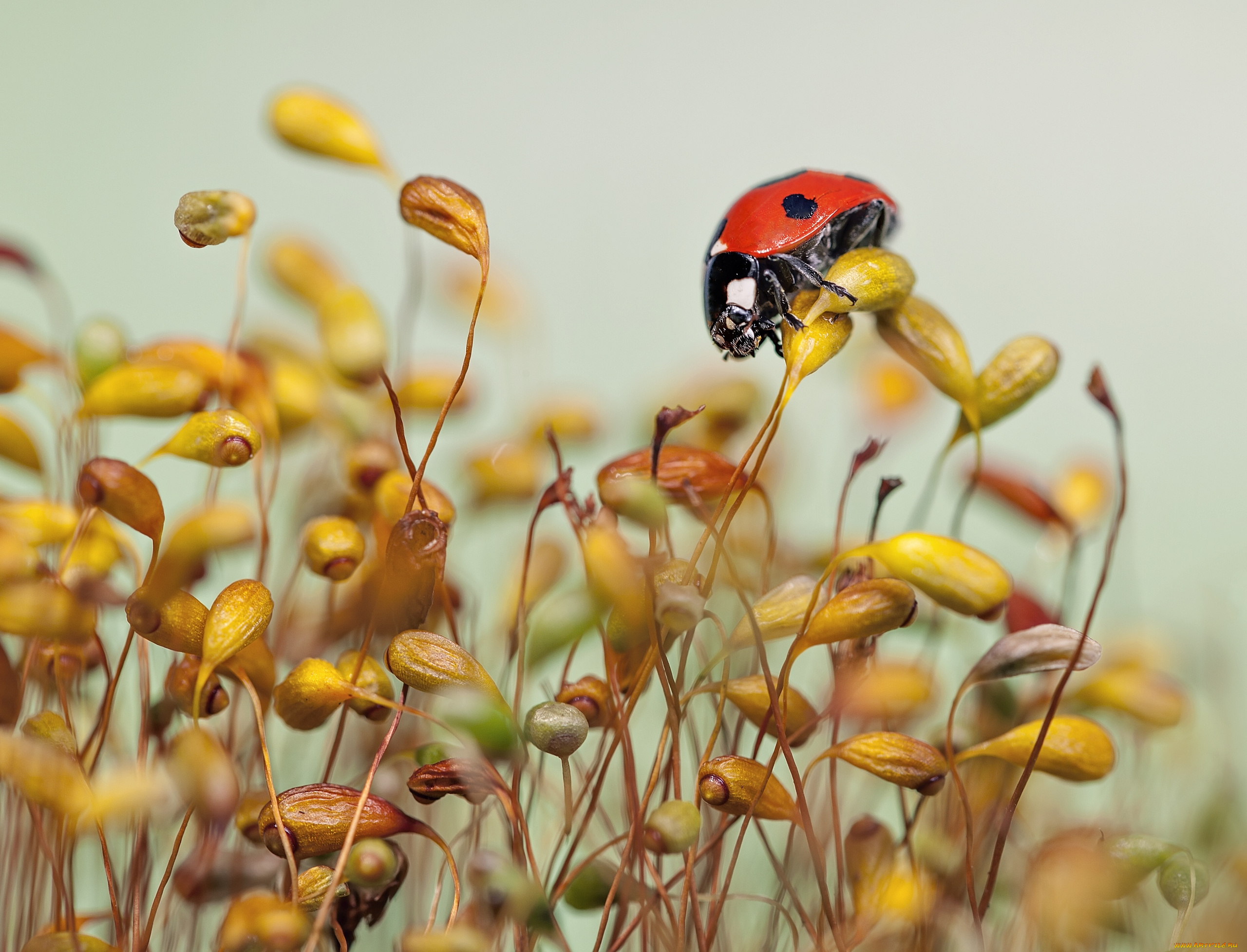 животные, божьи, коровки, ladybug, grass, macro, макро, божья, коровка, травинки