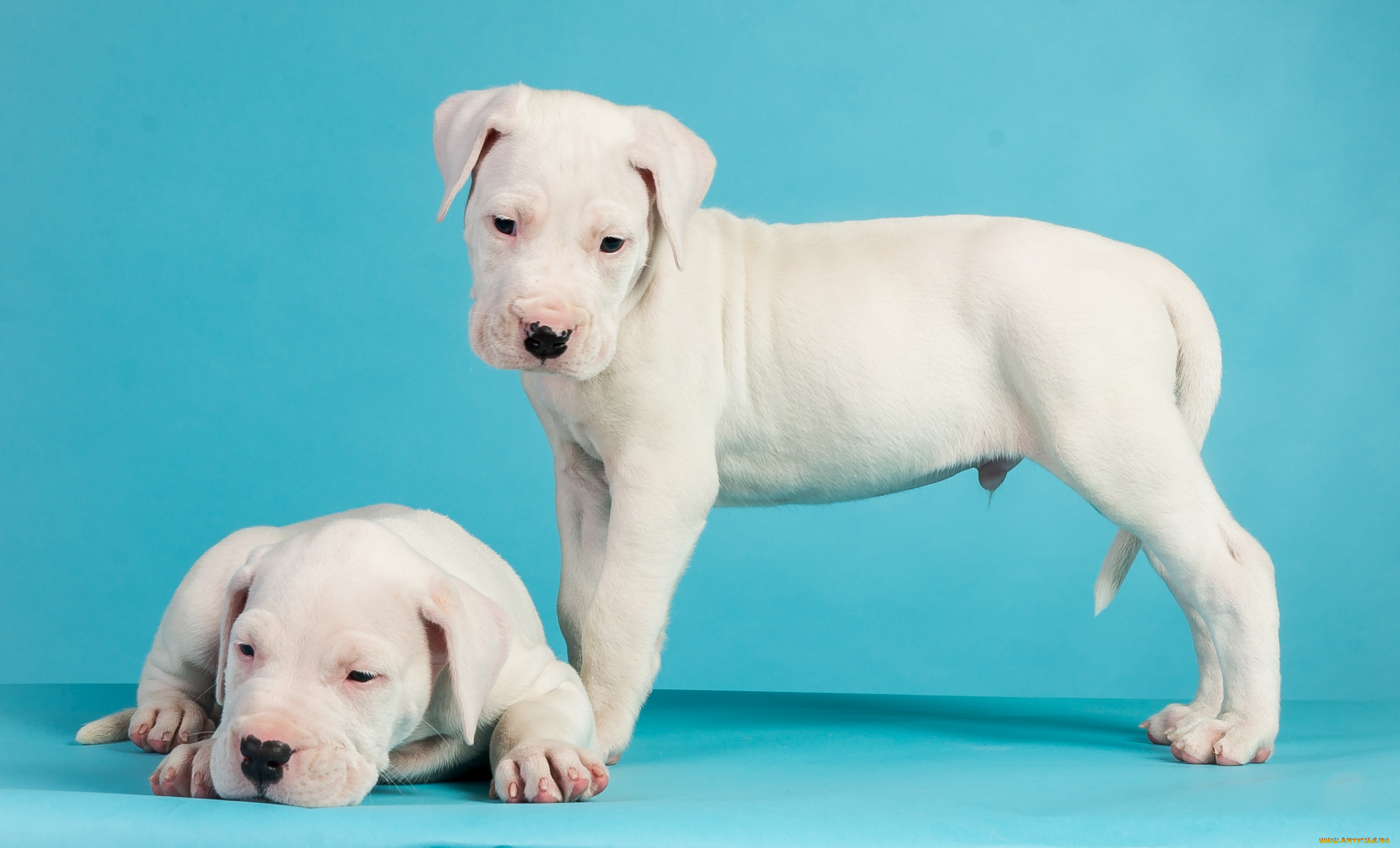 животные, собаки, щенки