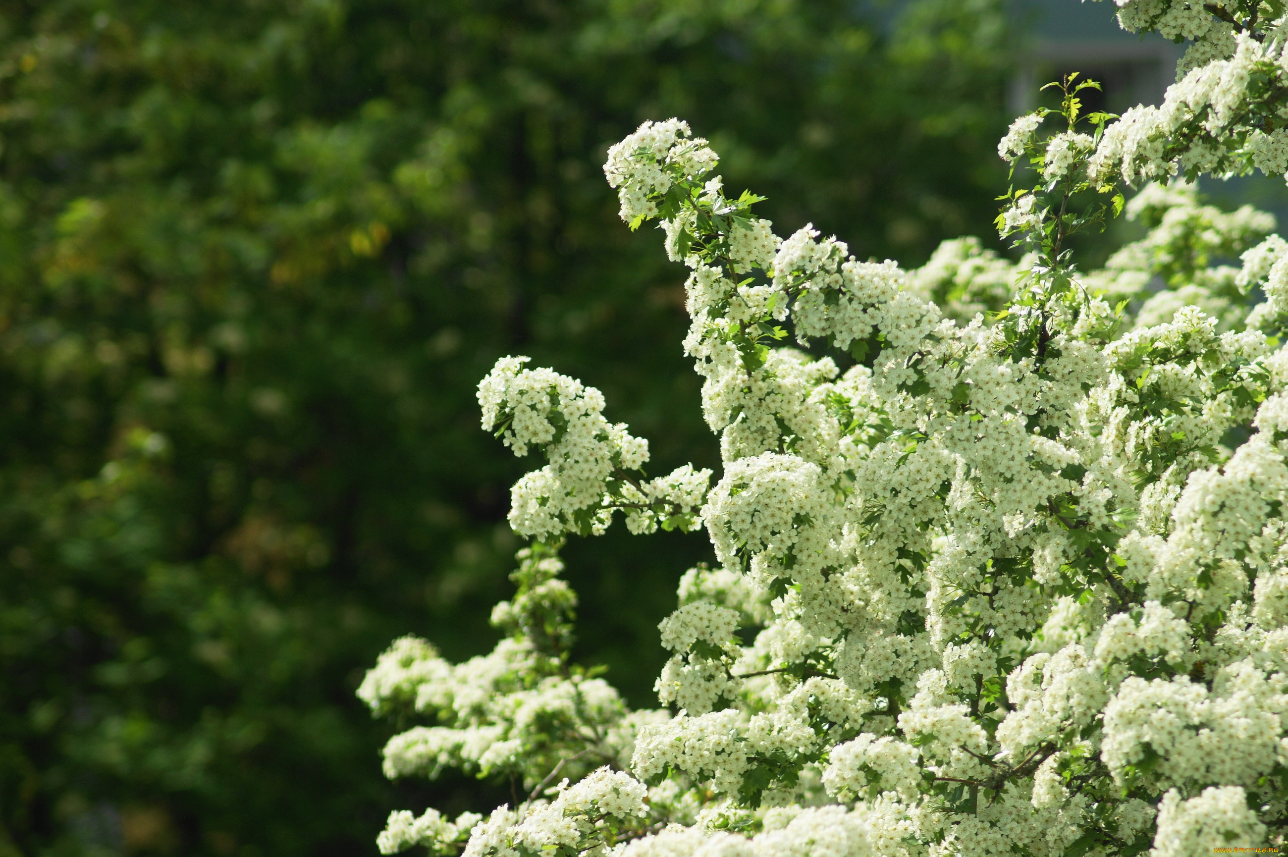 цветы, цветущие, деревья, , , кустарники, куст