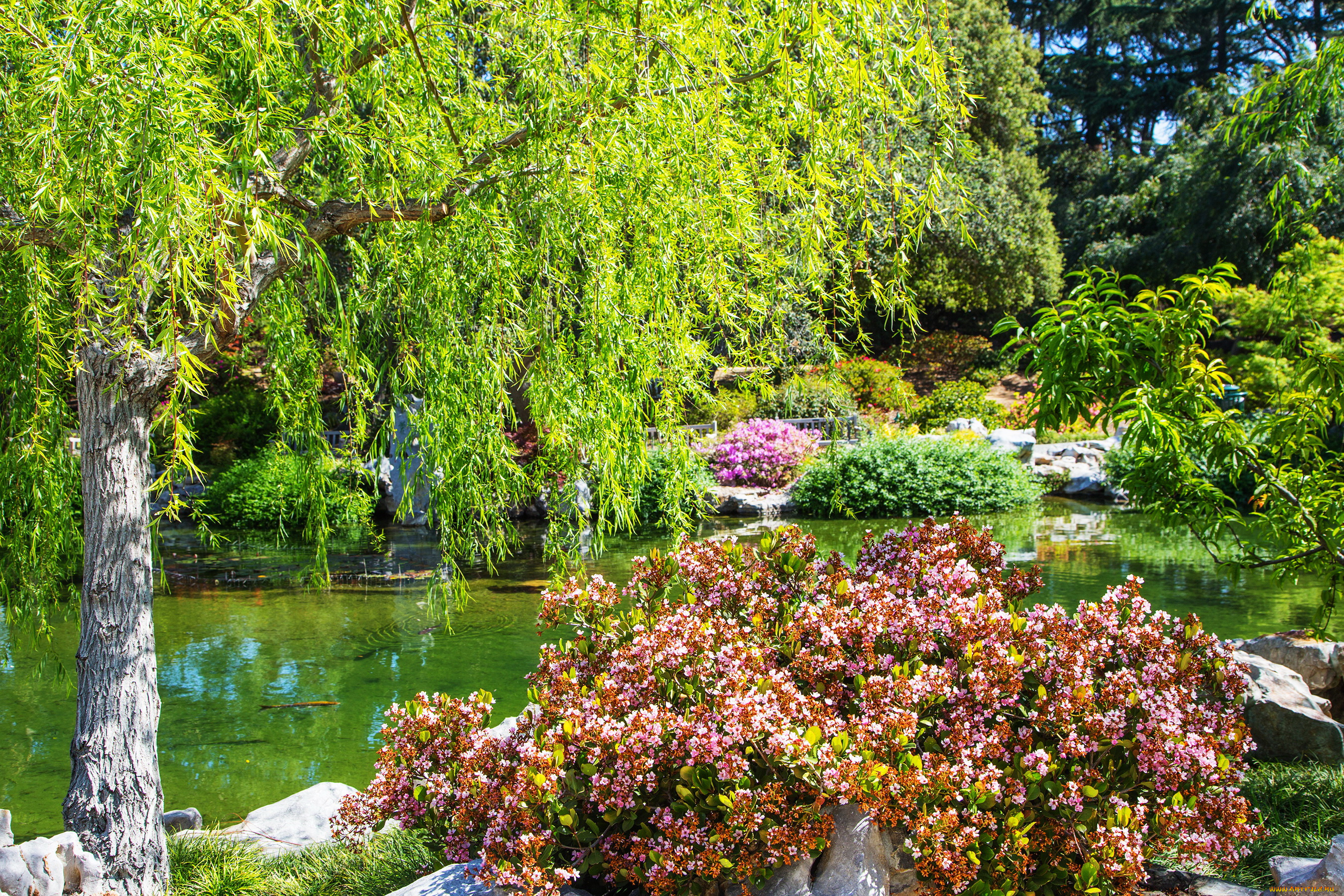калифорния, сан, марино, природа, парк, пруд, цветы, деревья, сан, марино, кусты, калифорния, сад