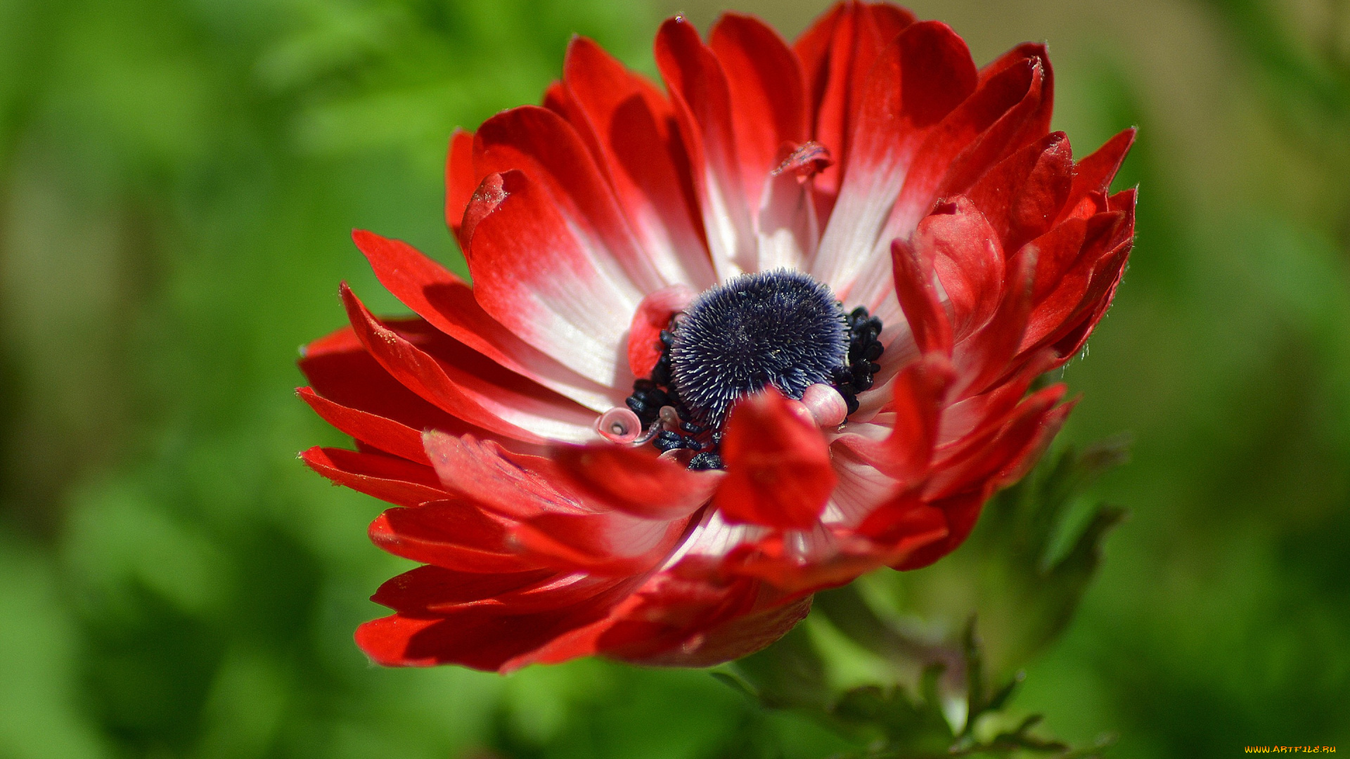 цветы, анемоны, , сон-трава, ветреница, анемона, макро