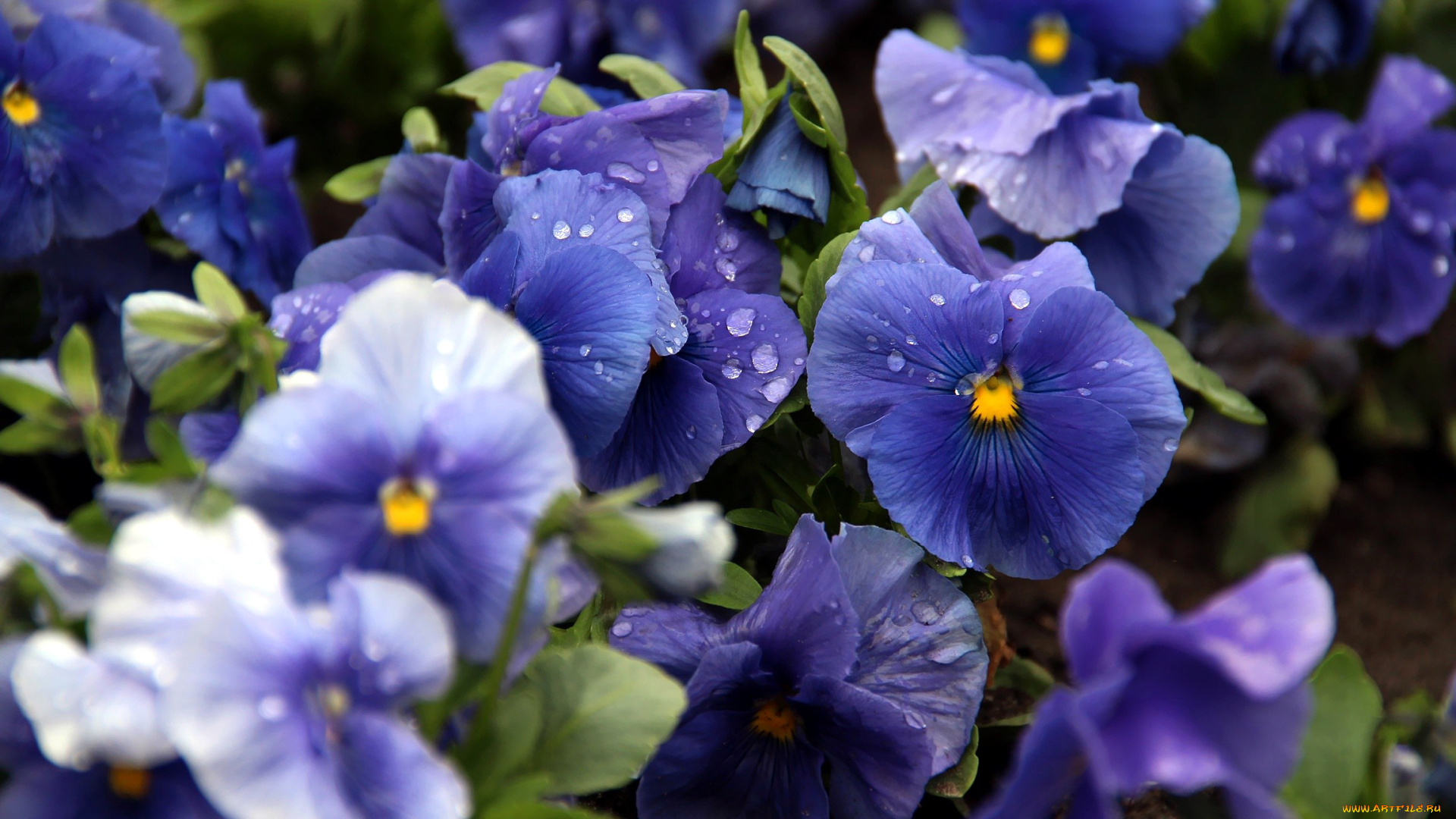 цветы, анютины, глазки, , садовые, фиалки, синий