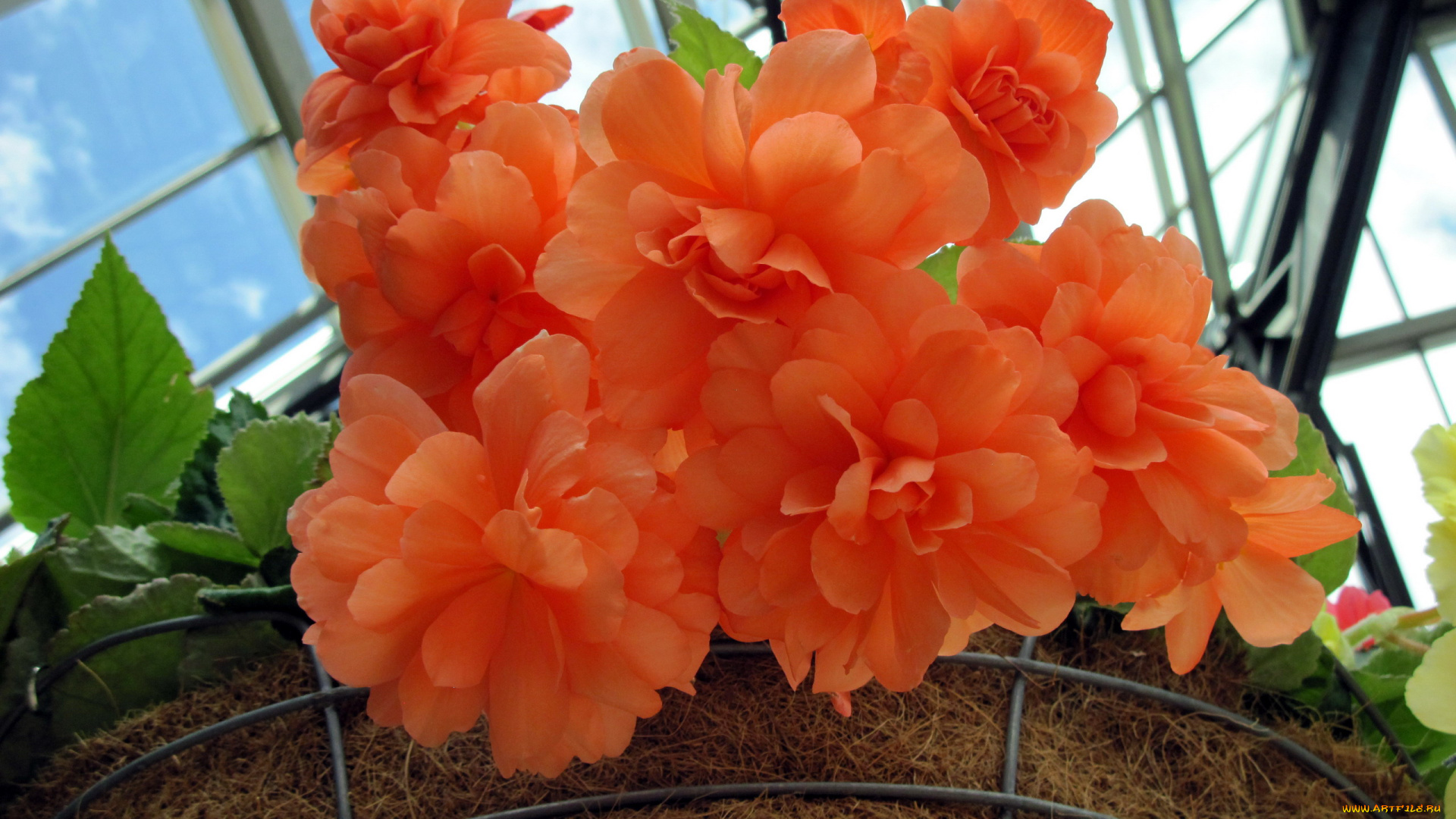 цветы, бегония, персиковый