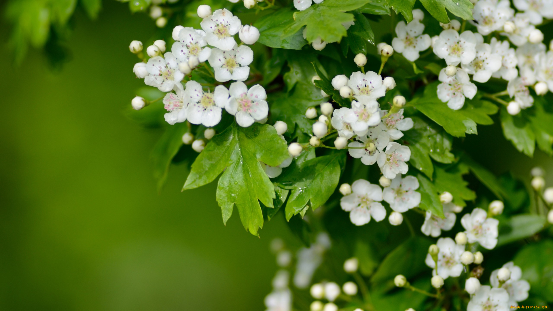 цветы, цветущие, деревья, , , кустарники, цветки, цветение, макро, боярышник