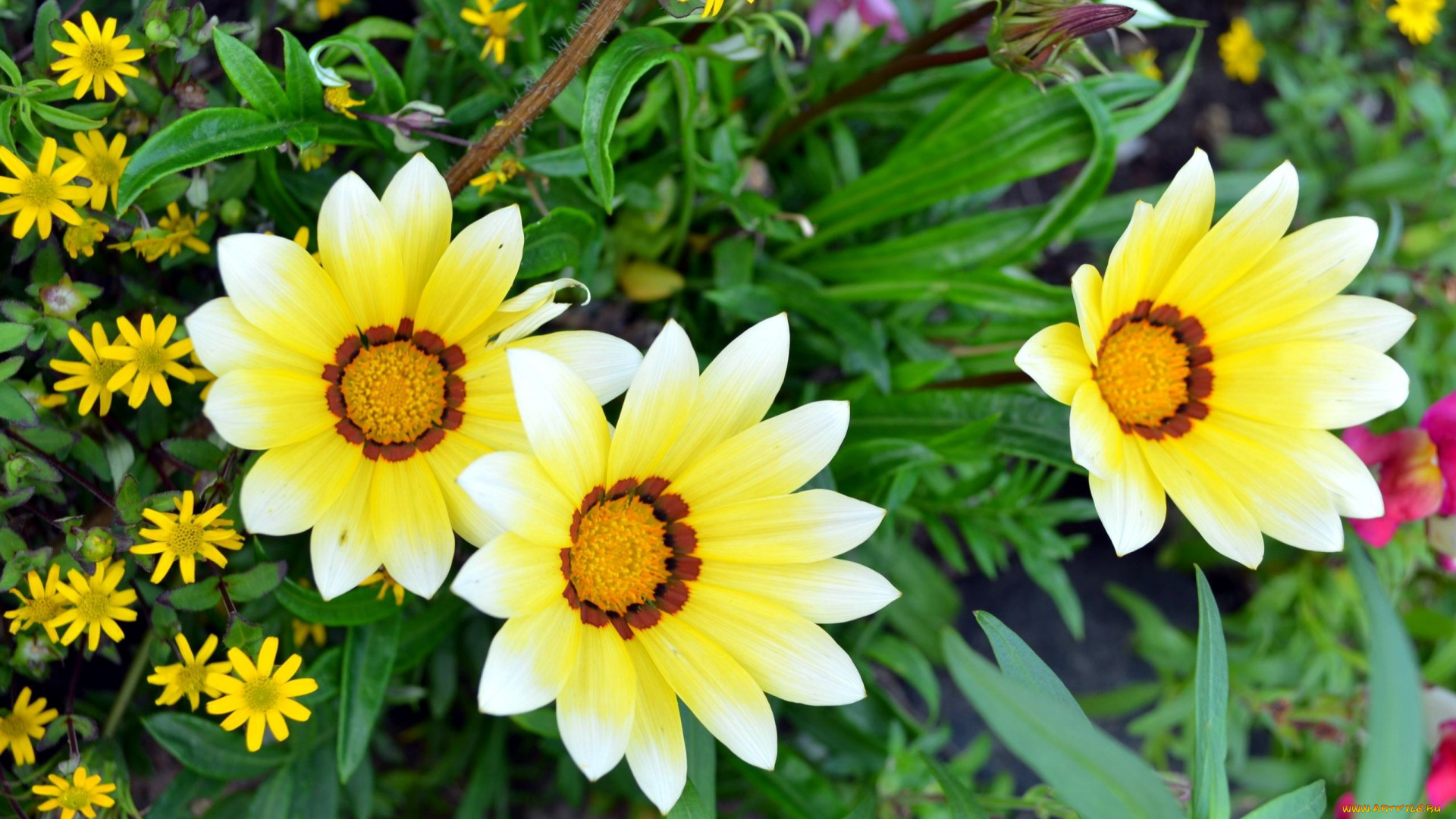 цветы, газания, трио