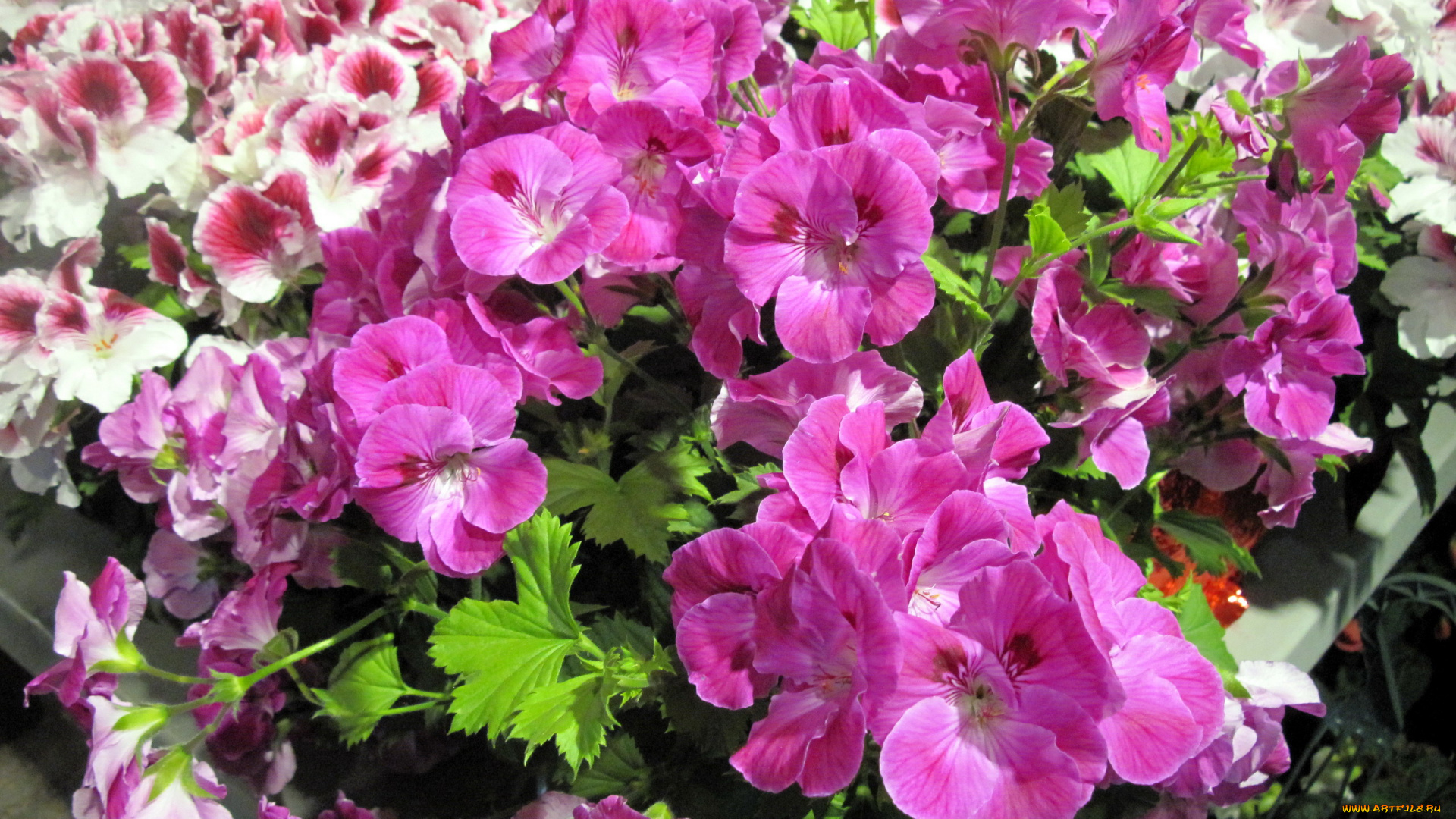 цветы, герань, разноцветная