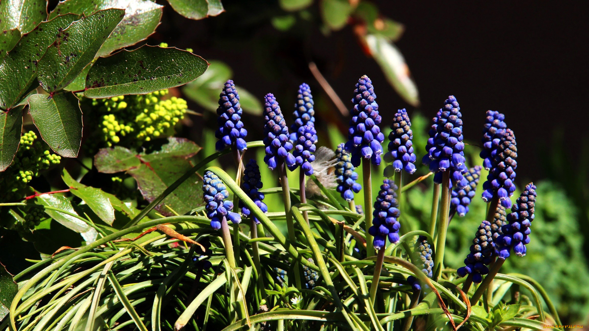 цветы, гиацинты, мускари