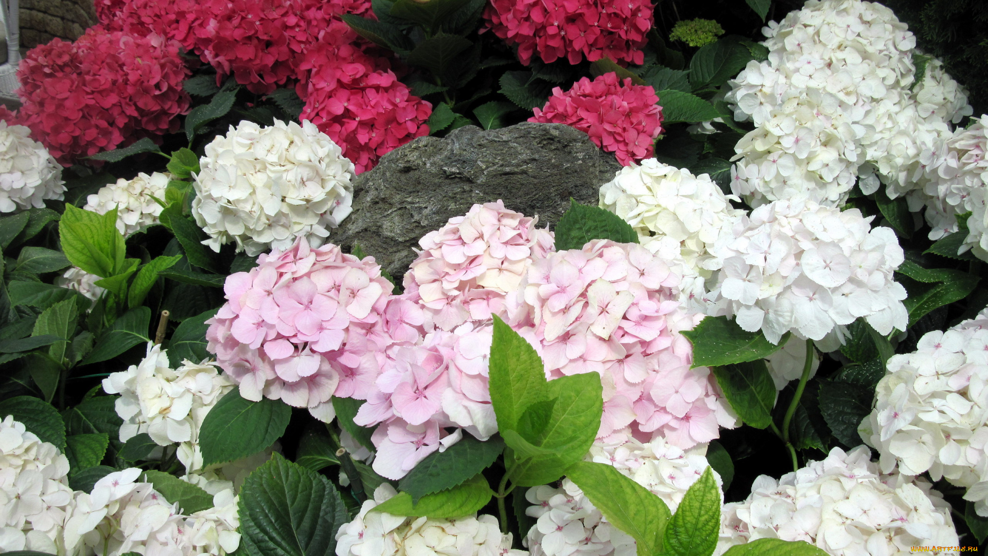 цветы, гортензия, белая, розовая