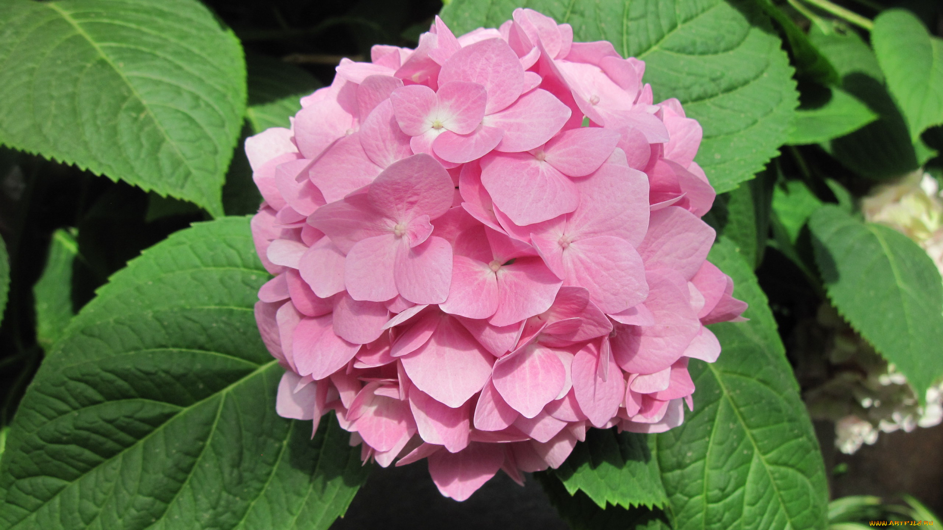 цветы, гортензия, розовый
