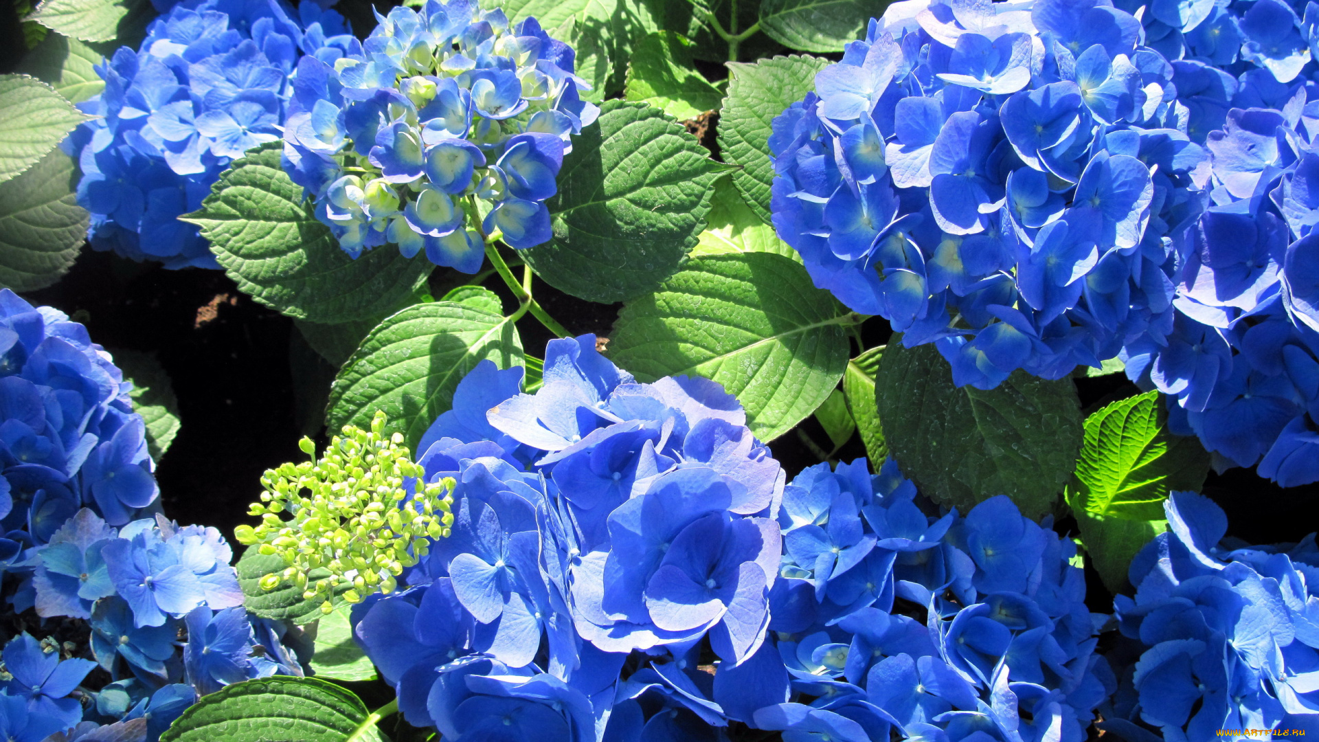 цветы, гортензия, синий
