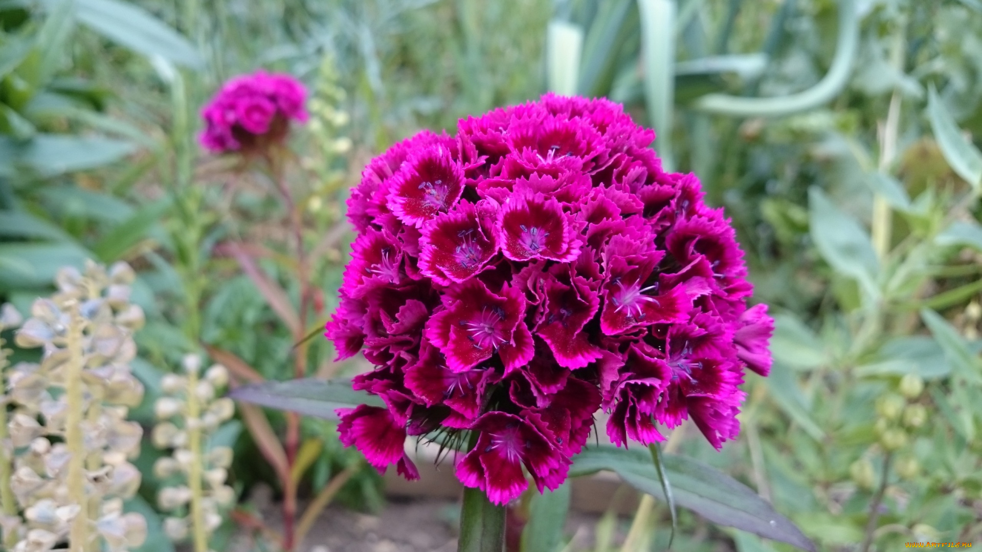 цветы, гвоздики, шабо