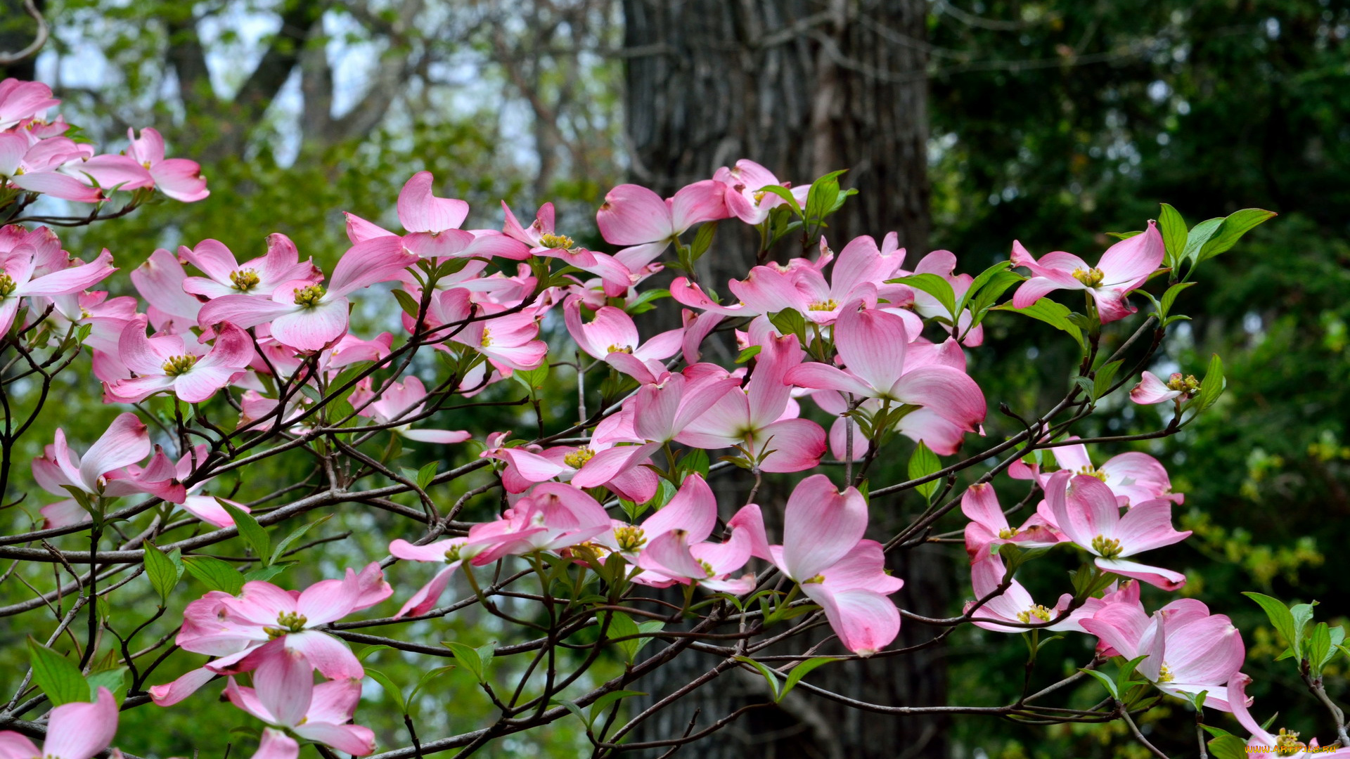 цветы, кизил, розовый