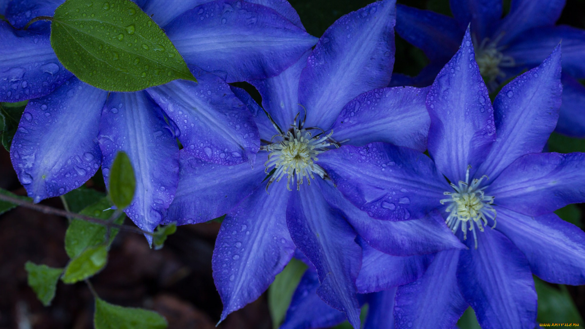 цветы, клематис, , ломонос, клематис, трио, лепестки, макро