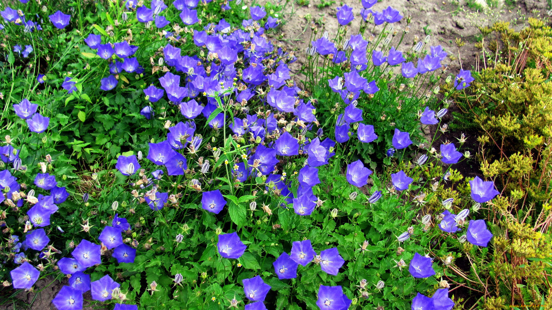 цветы, колокольчики, синий