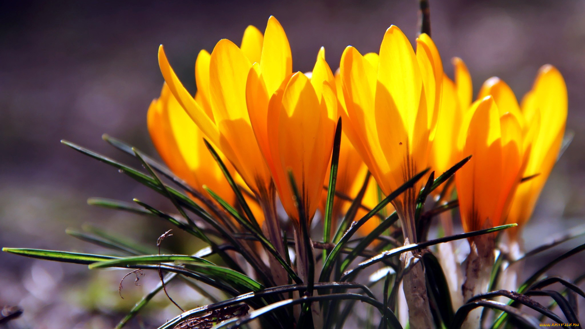цветы, крокусы, желтый
