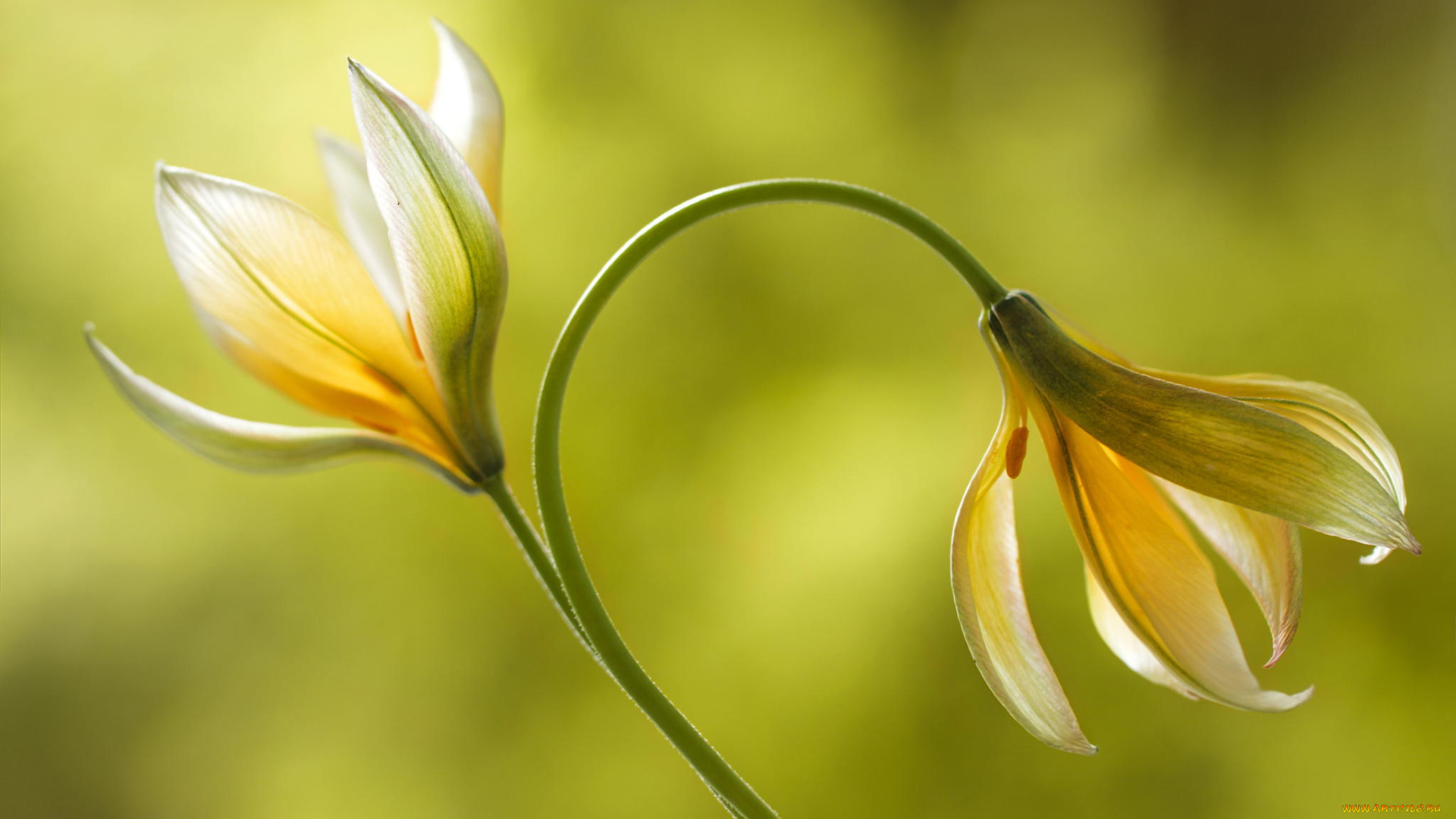 цветы, лилии, , лилейники, природа, макро, желтые