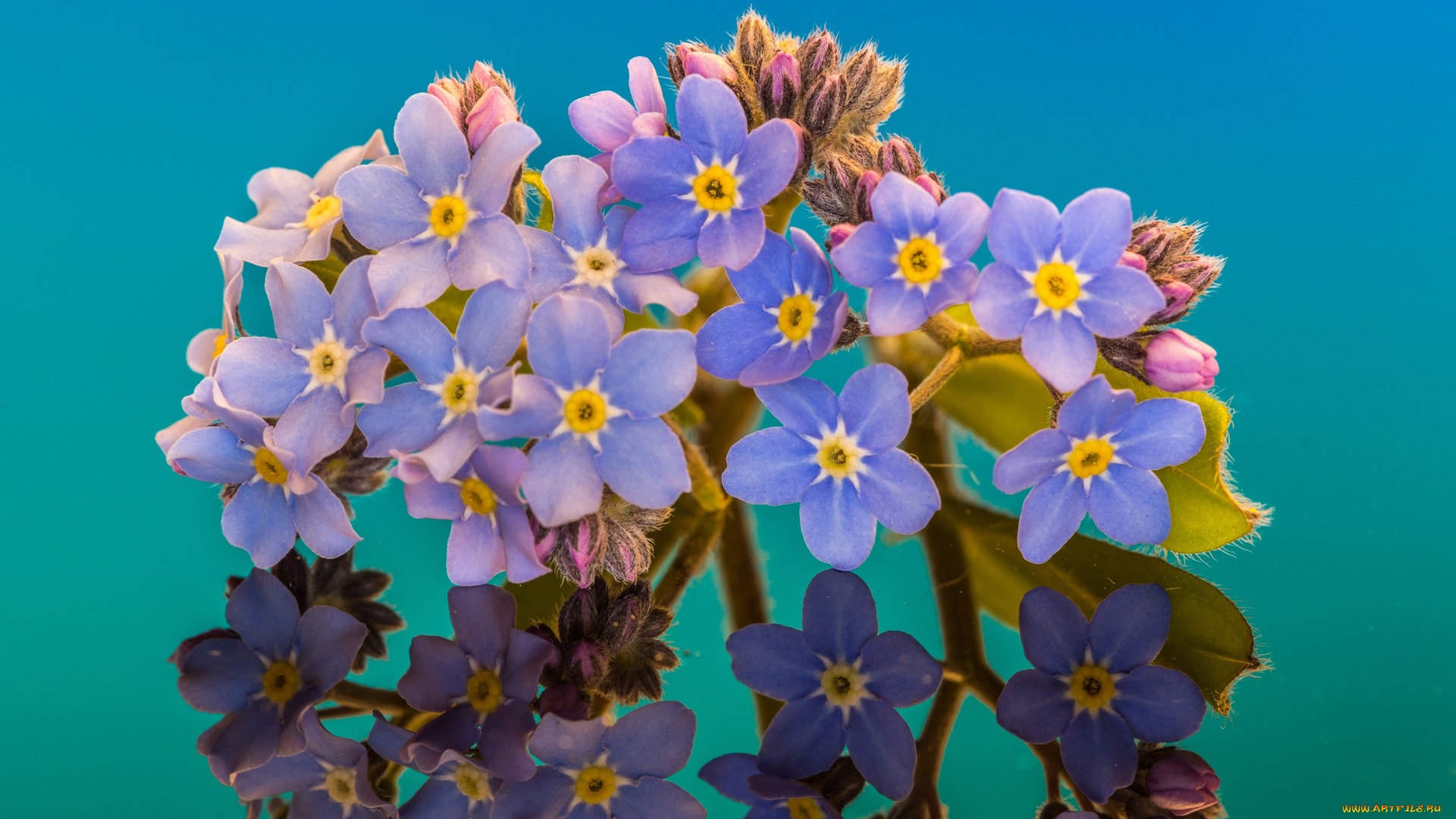 цветы, незабудки, отражение, макро