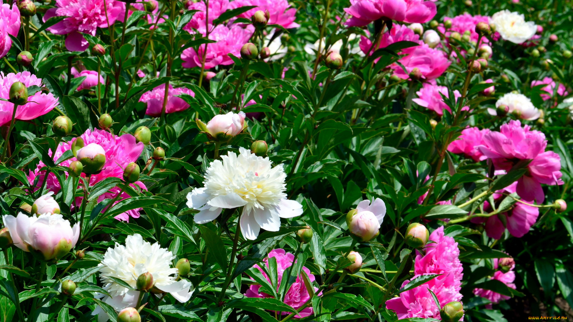 цветы, пионы, белый, весна, розовый