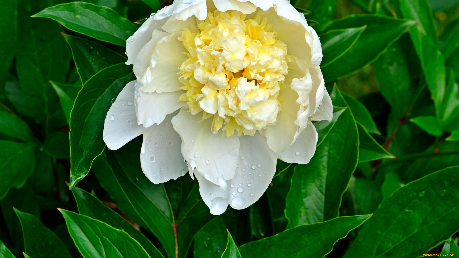 цветы, пионы, бутон, макро, белый