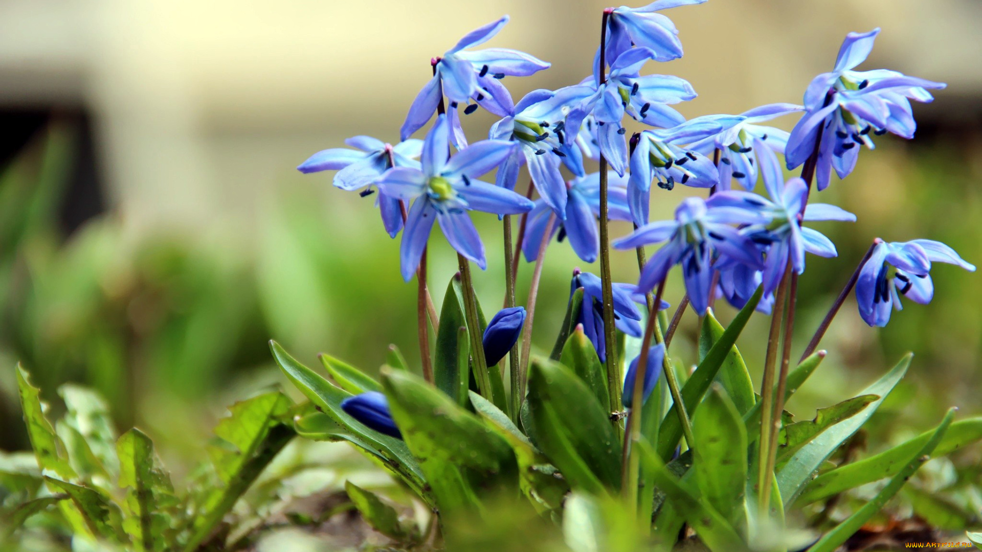 цветы, подснежники, , белоцветники, , пролески, синий