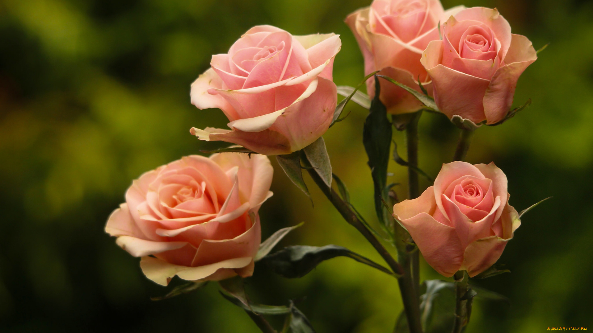 цветы, розы, фон, бутоны