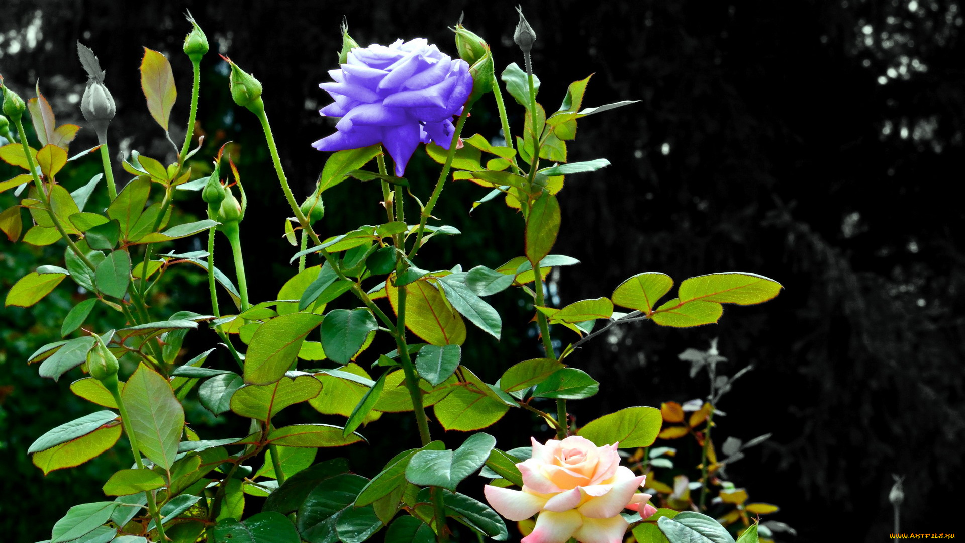 цветы, розы, необычный