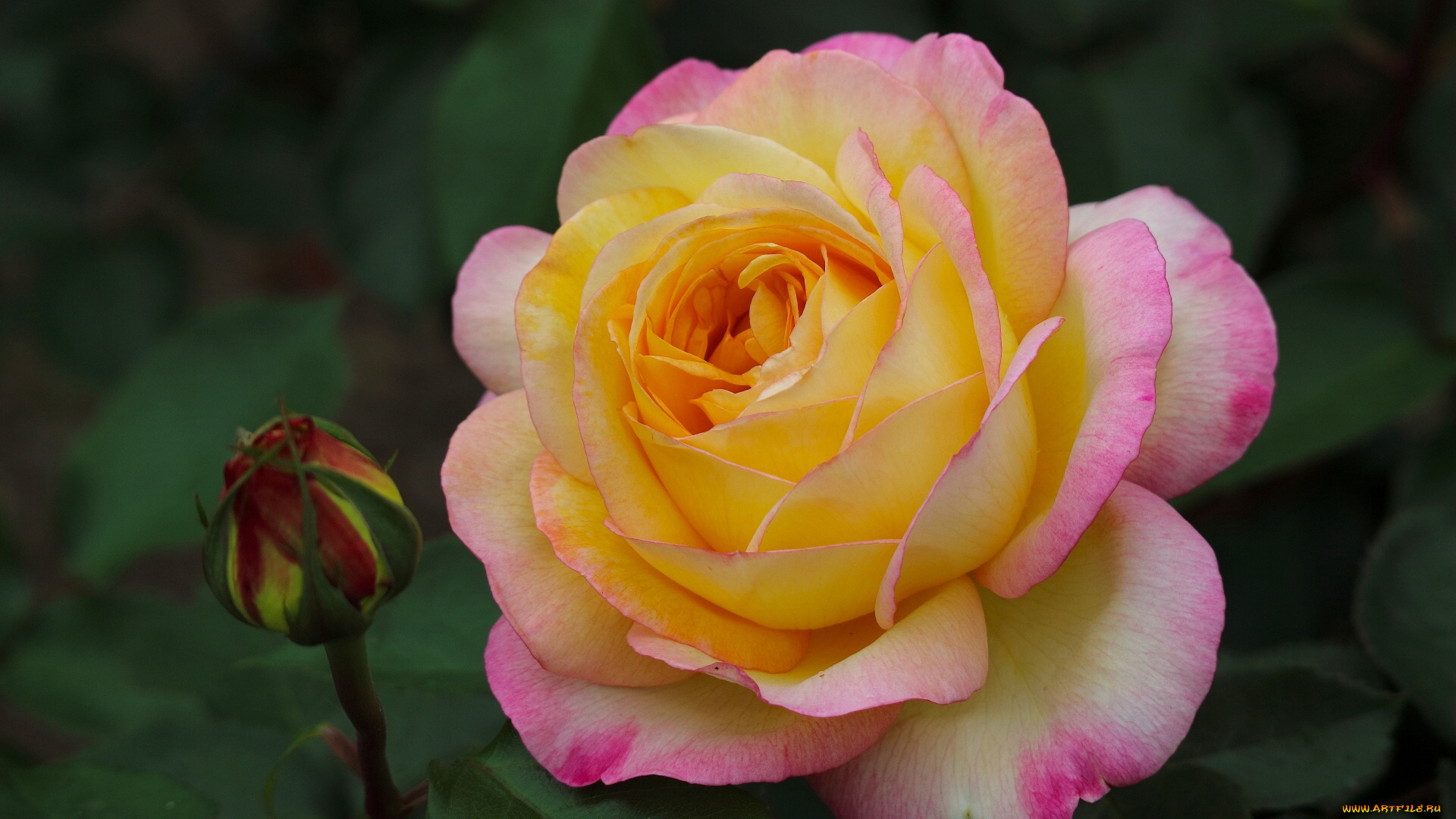 цветы, розы, роза, бутон, макро