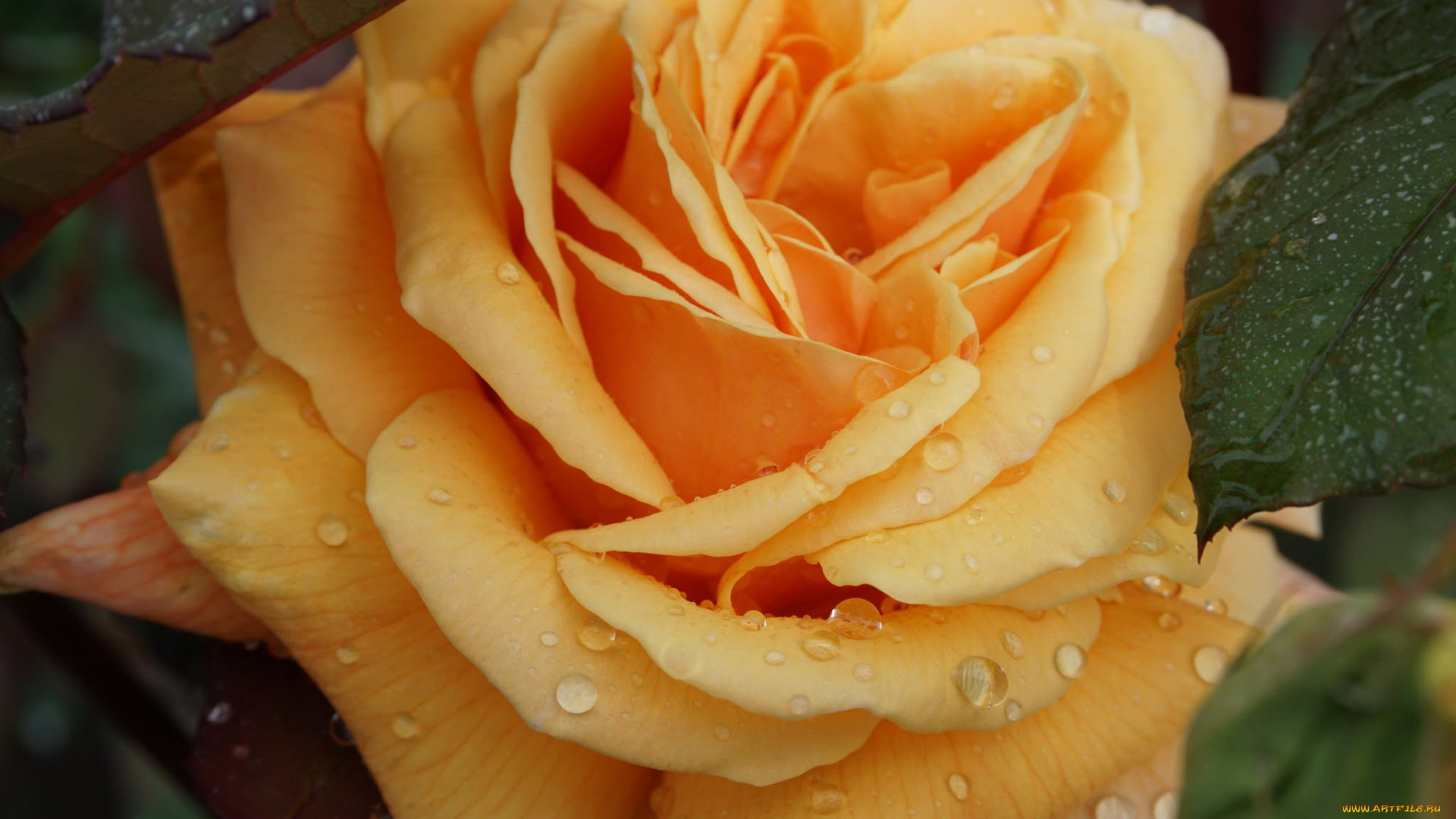 цветы, розы, жёлтая, роза, бутон, лепестки, капли, макро