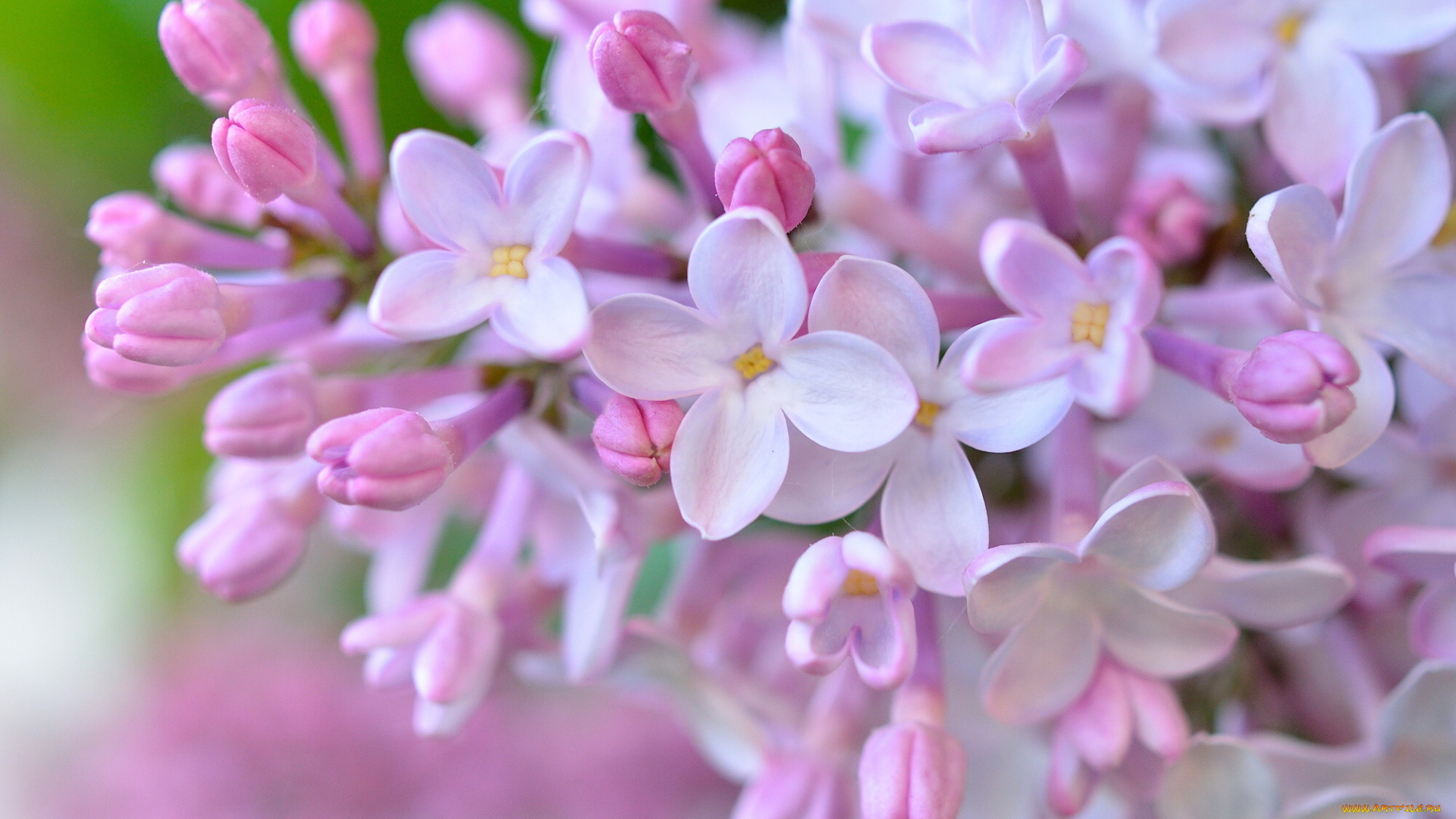цветы, сирень, соцветие, цветки, макро