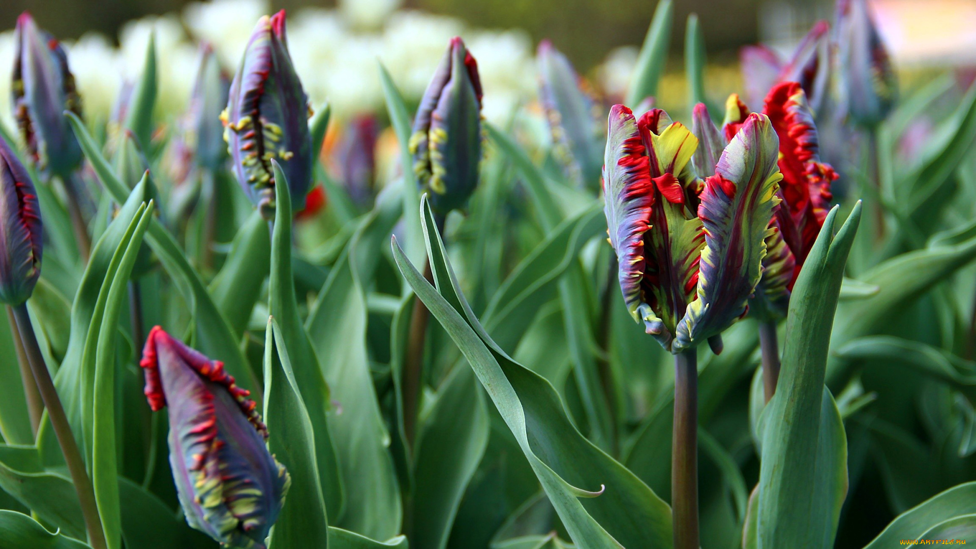 цветы, тюльпаны, бутоны