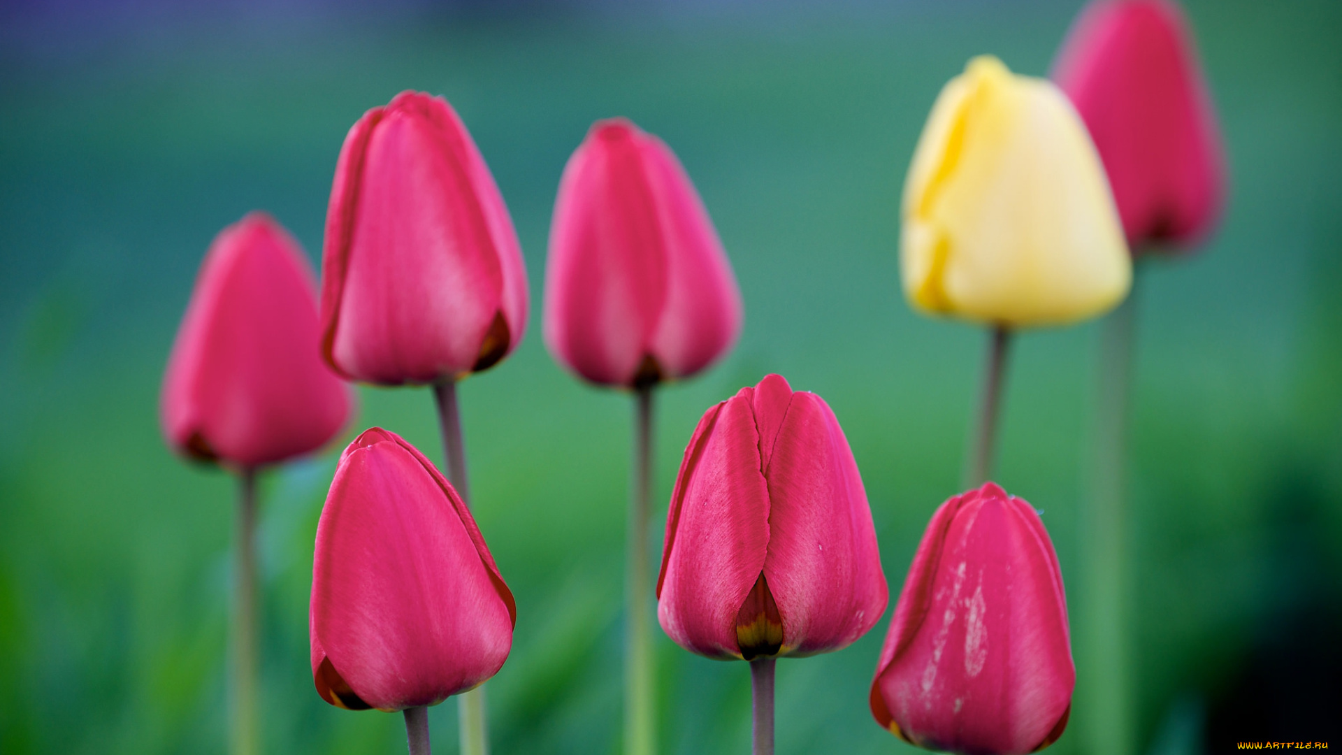 цветы, тюльпаны, бутоны, макро