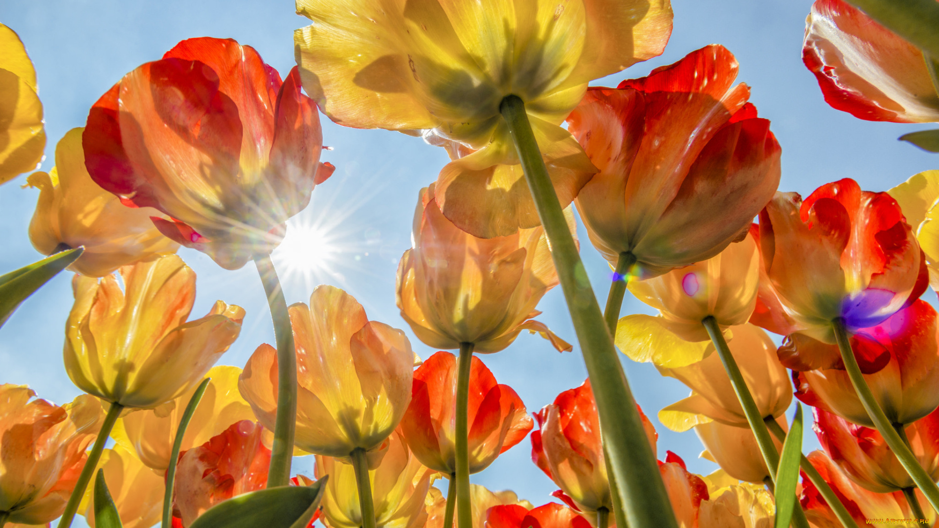 цветы, тюльпаны, бутоны, солнце, небо