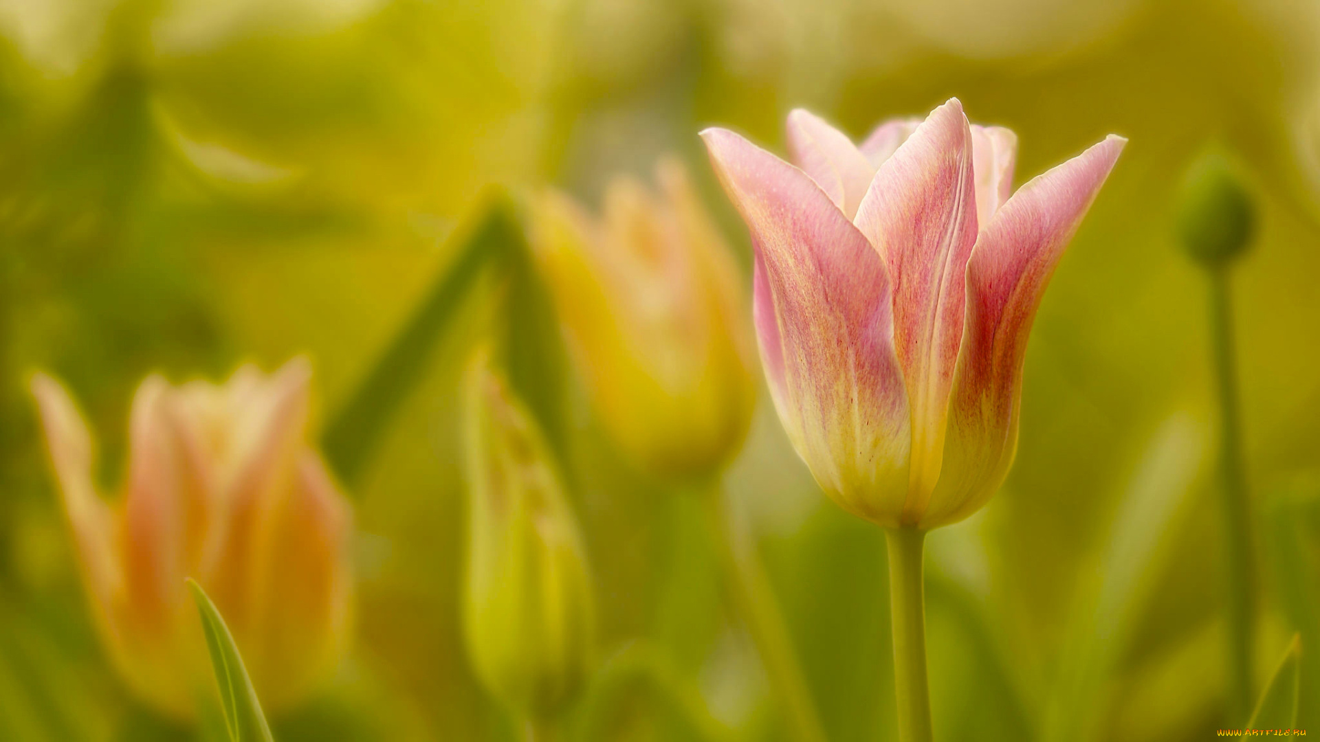цветы, тюльпаны, тюльпан, бутон, макро, боке