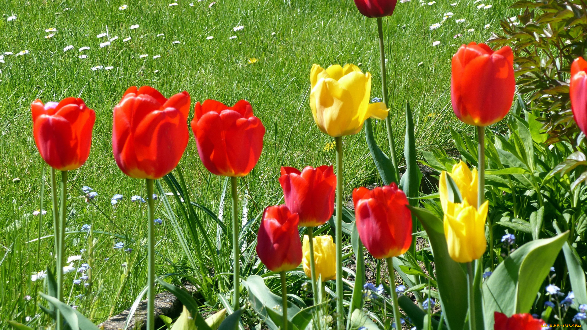 цветы, тюльпаны, весна, красный, желтый