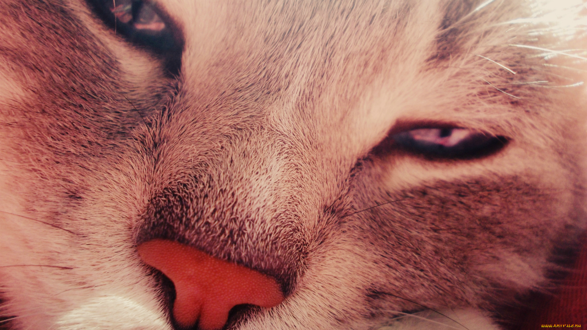 кот, животные, коты, кошки