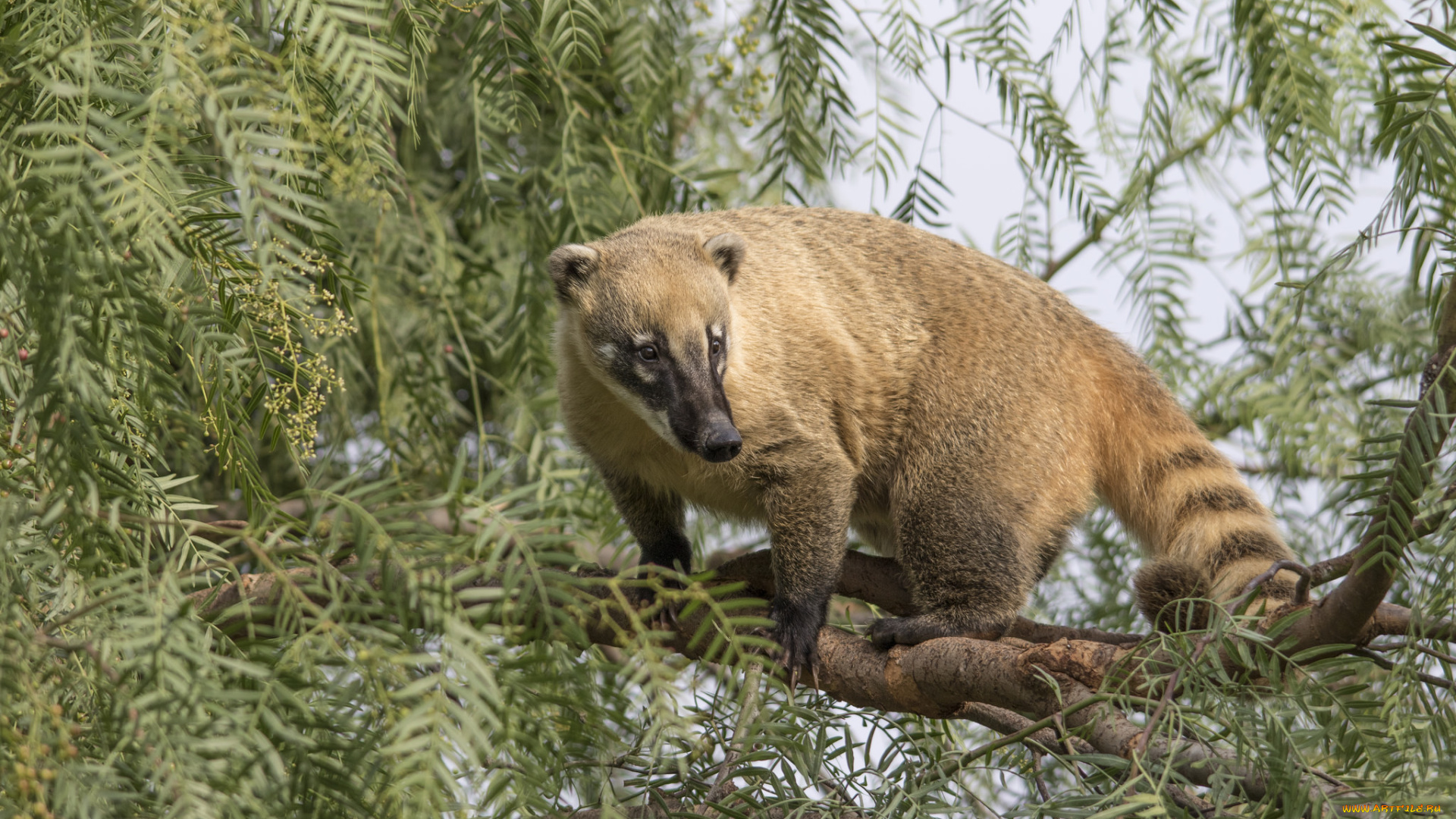 животные, -, другое, носуха